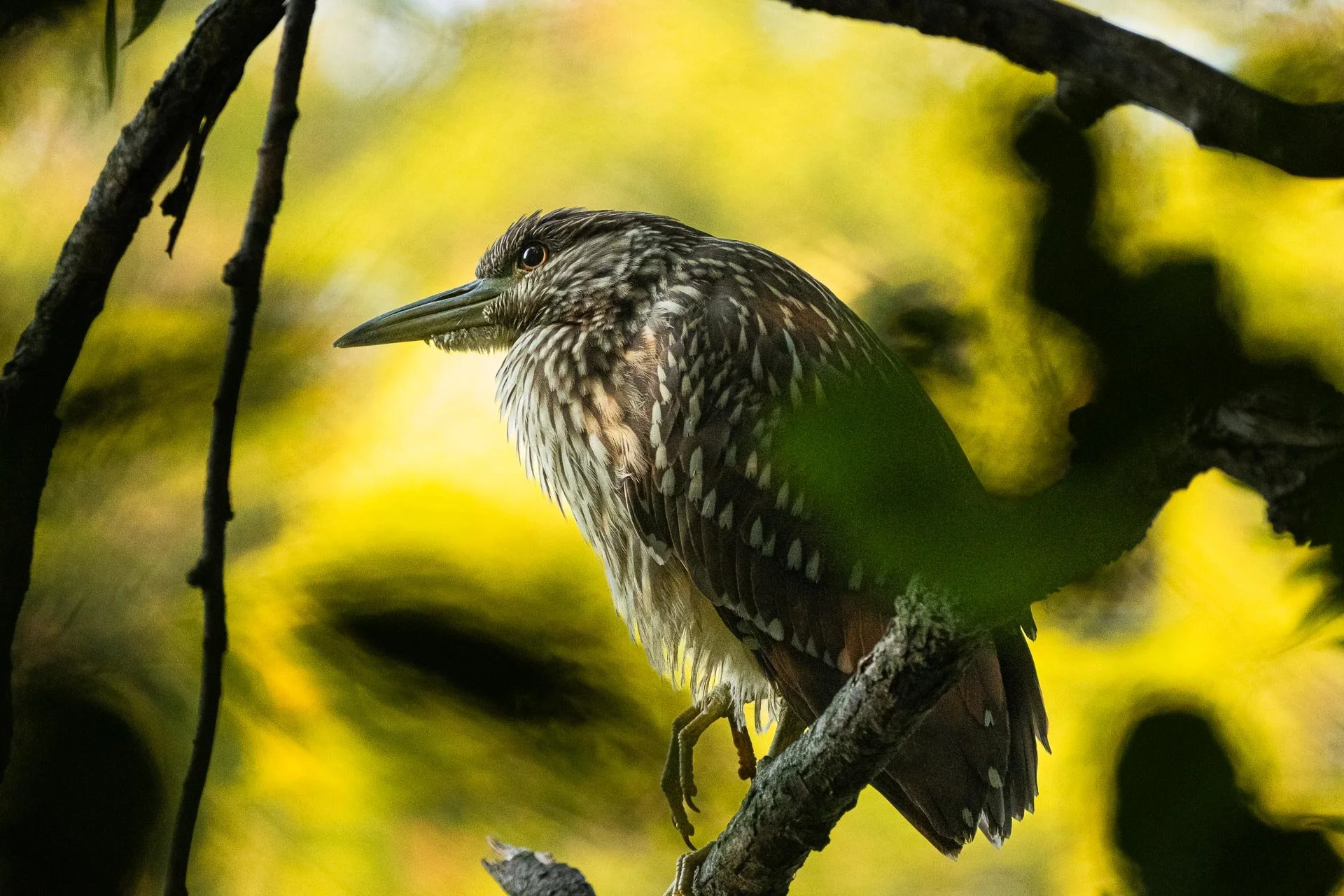 Black Crowned Night Heron