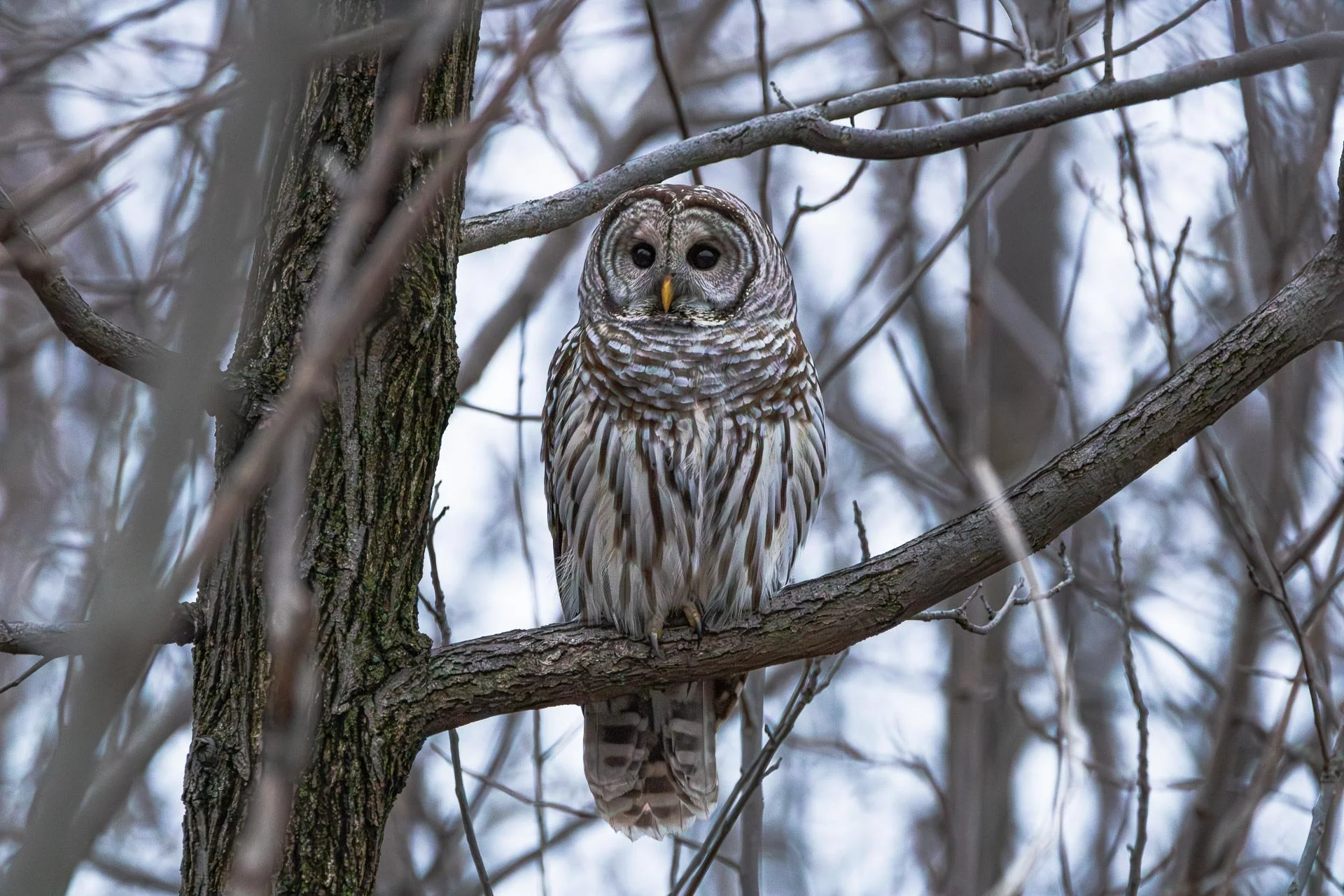 Barred Owl