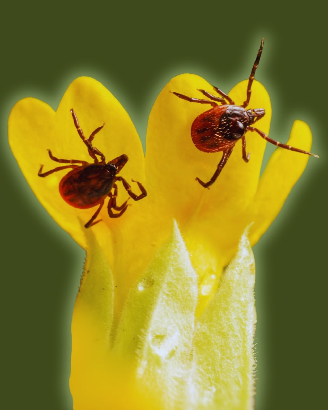 Fl&aring;ten er ikke doven. Den gemmer sig godt 😬

Du kan tjekke din hund &ndash; og stadig overse fl&aring;ten.

Den skjuler sig i varme, bl&oslash;de og uforstyrrede steder som:

✔ bag &oslash;rerne

✔ i armhuler

✔ ved &oslash;jnene

✔ mellem t&a