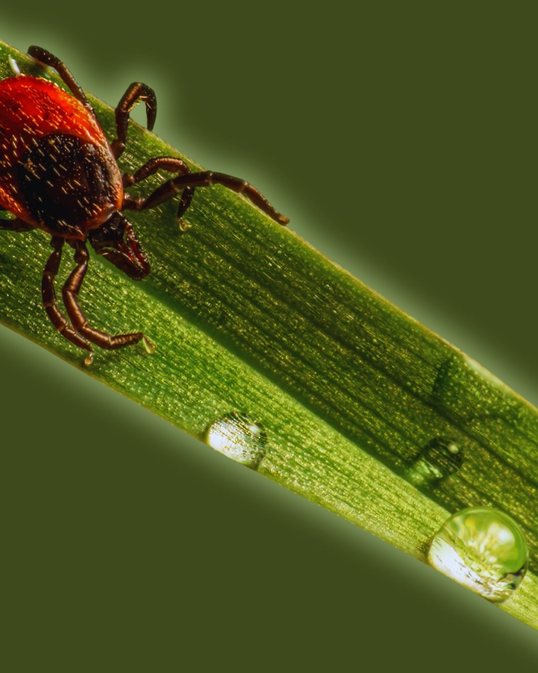 Fl&aring;tbid g&oslash;r ikke ondt &ndash; men det kan g&oslash;re dig syg 😕

Fl&aring;ten bed&oslash;ver huden, s&aring; du ikke m&aelig;rker den.

Men mens den suger, kan den overf&oslash;re TBE-virus p&aring; f&aring; minutter &ndash; eller Borre