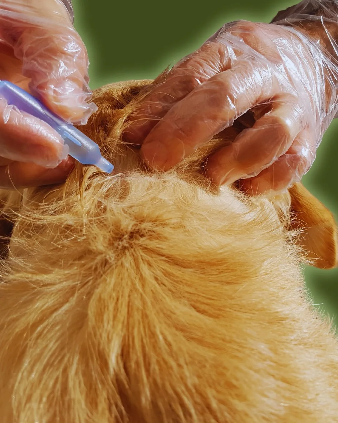 🐶 Lopper er sm&aring; &ndash; men de kan drive enhver hundeejer til vanvid 🙈

Alt for ofte handler det ikke om, at midlet ikke virker&hellip; men om at der sniger sig sm&aring; fejl ind undervejs.

Her er de 5 mest almindelige fejl i kampen mod lop