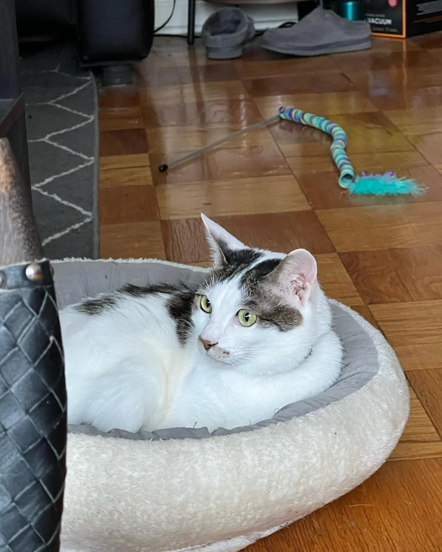 &ldquo;Bad Intentions&rdquo; - A triptych featuring my cat and that Viking axe I keep in my living room.