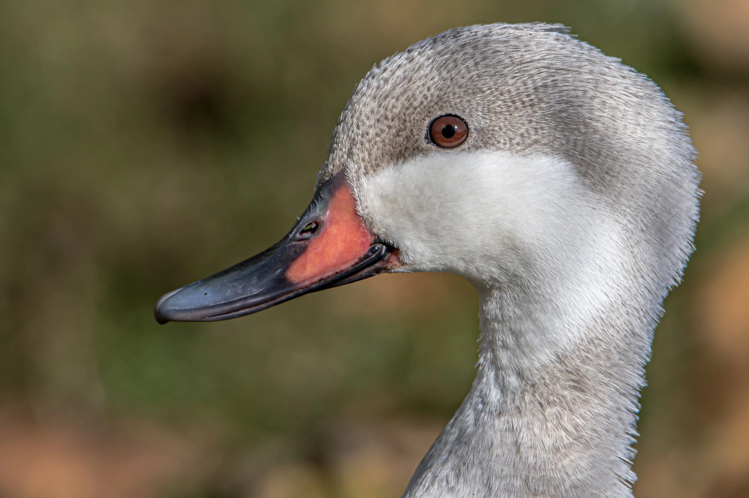 Backyard Ducks 10172021-14.jpg