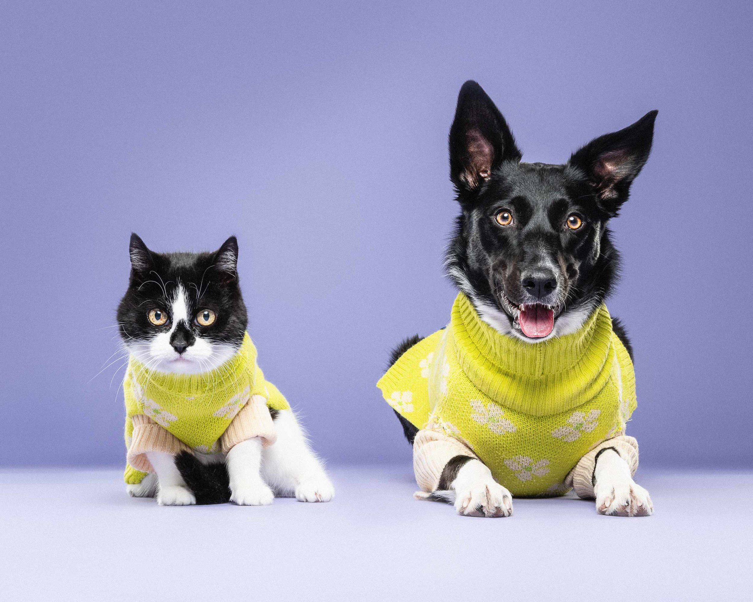 A black and white cat and a black and tan dog, both wearing yellow sweaters, sitting against a purple background.