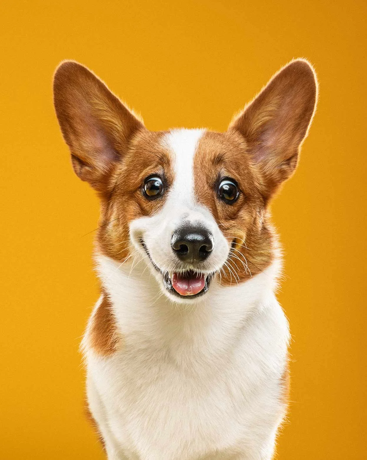 A happy dog with large ears and a white stripe on its face, set against a yellow background.
