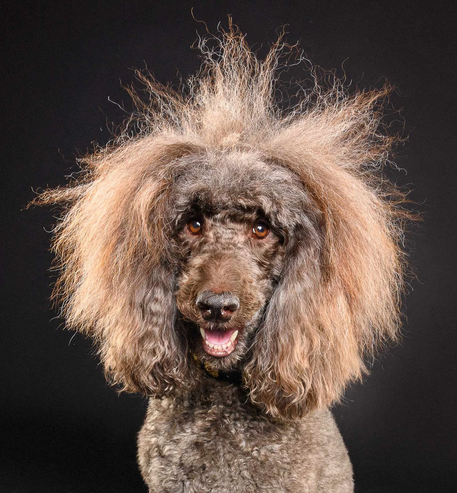 A poodle with a unique haircut, featuring fluffy and spiky hair on top and curly fur on the body, against a dark background.