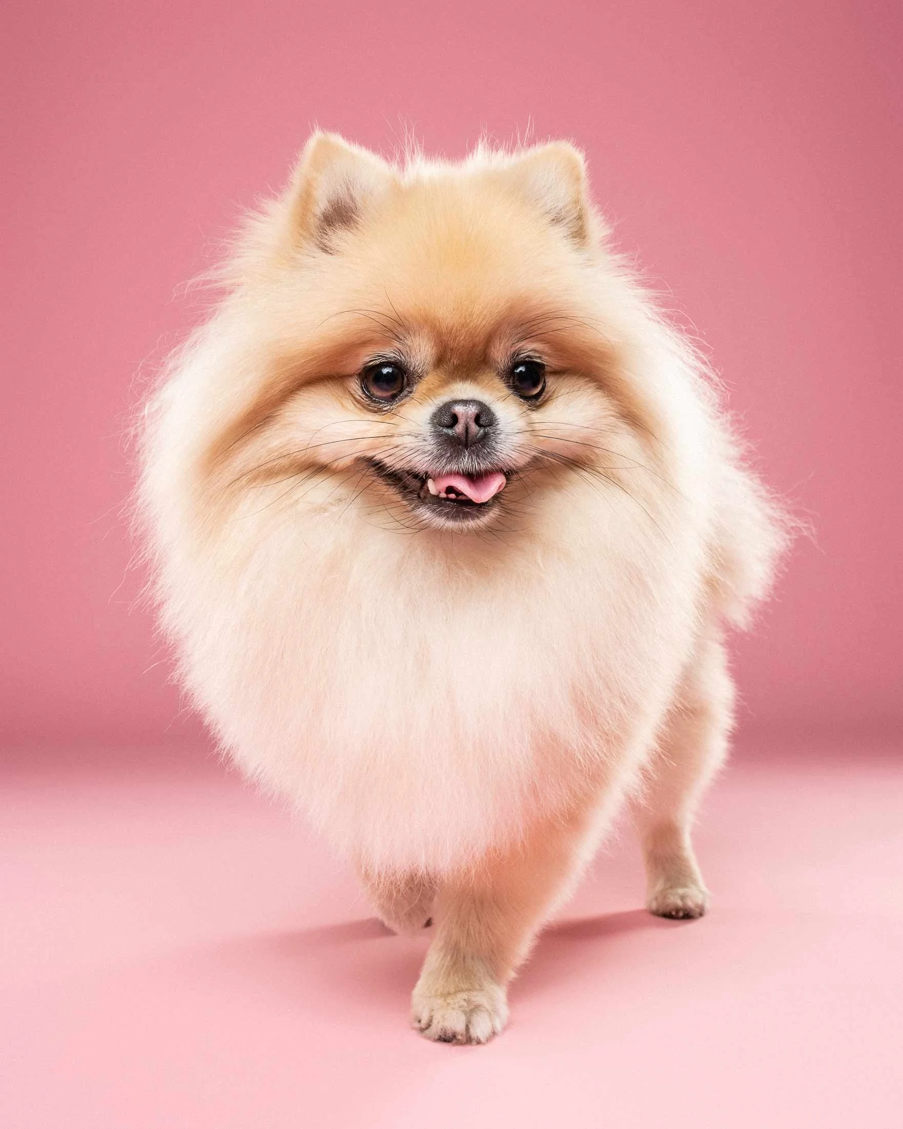 A fluffy Pomeranian dog with a happy expression walking on a pink surface and background.