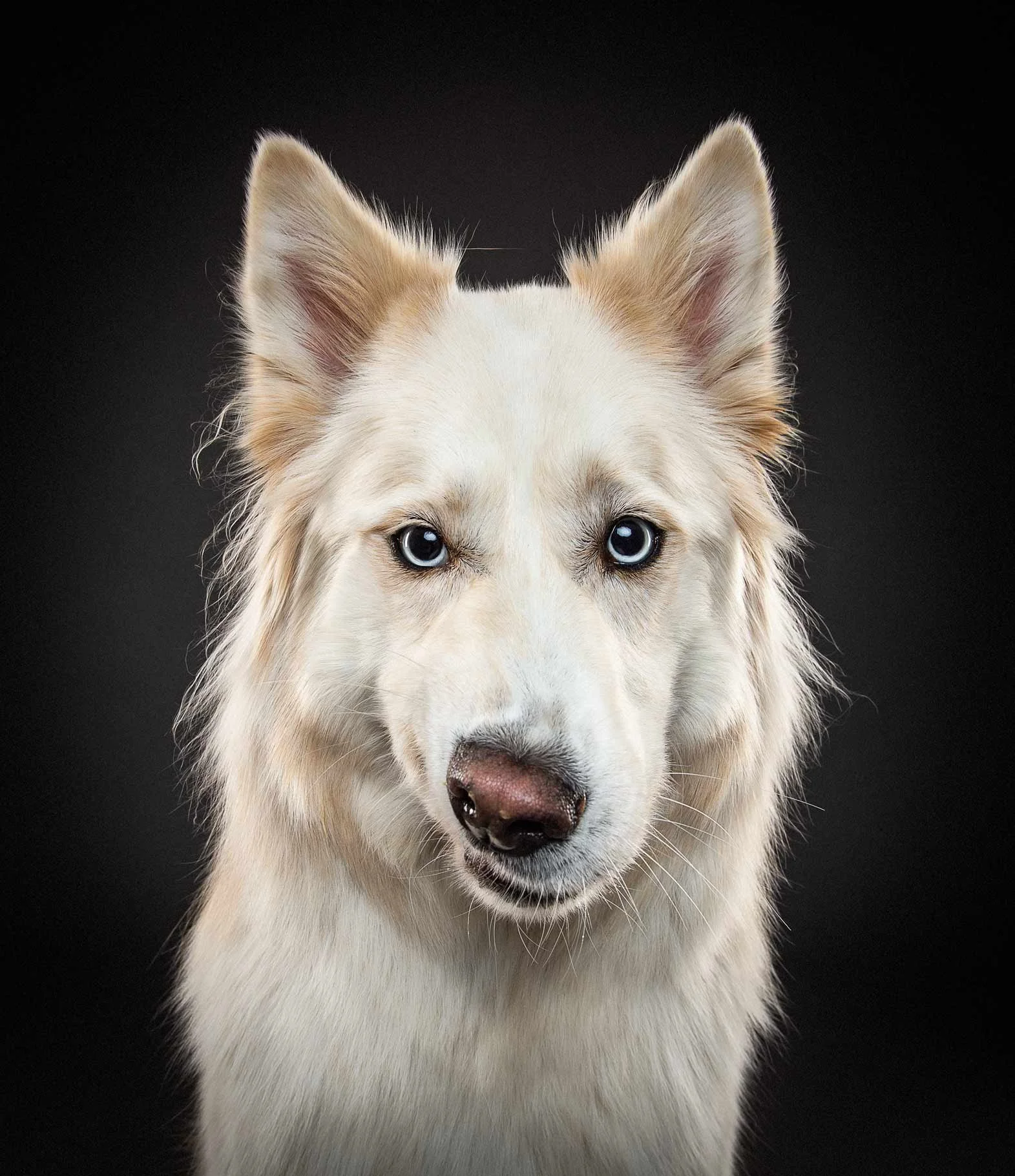 Close-up of a white and cream Siberian Husky dog with blue eyes, looking directly at the camera against a black background.