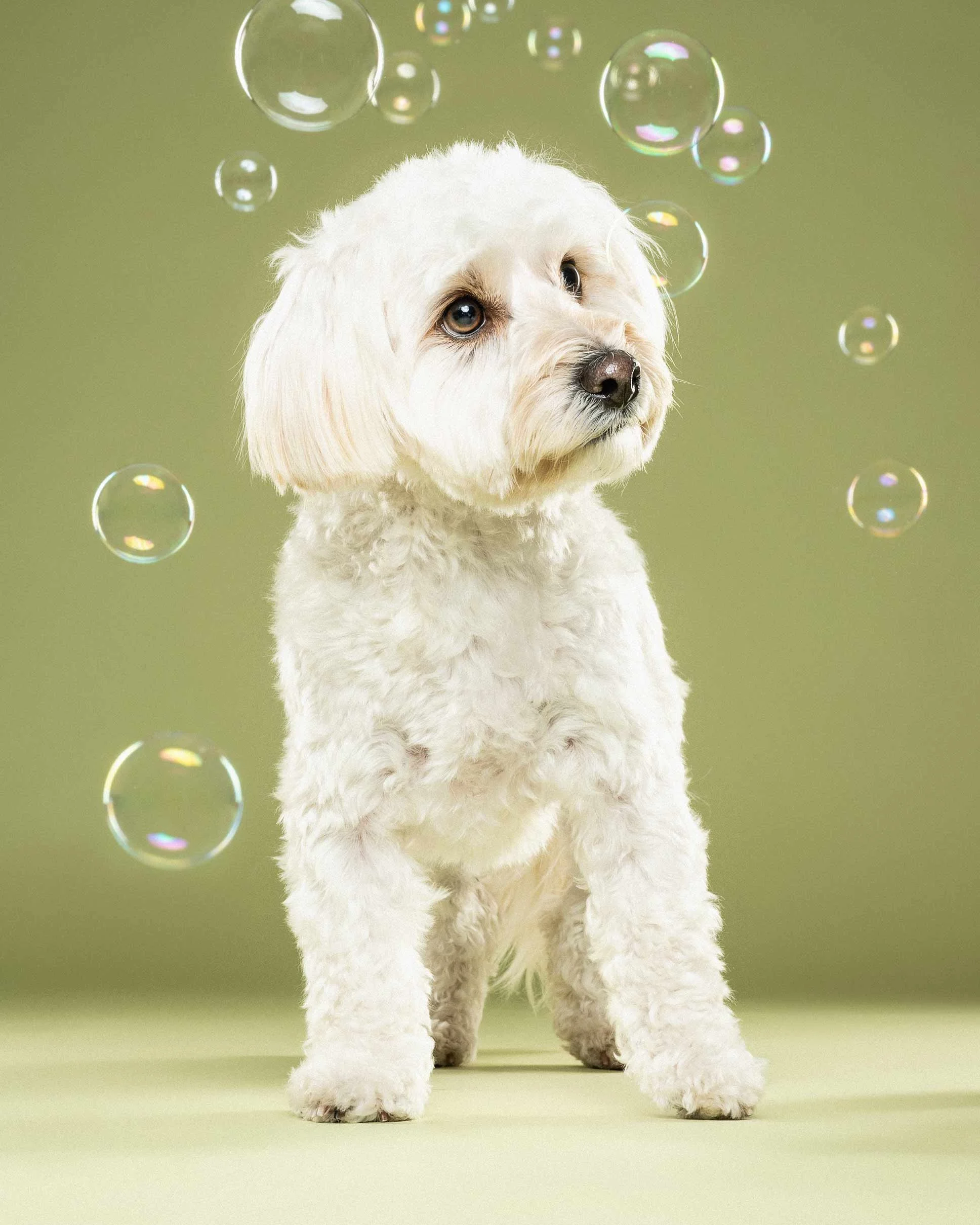 A white fluffy dog with big brown eyes standing on a light green background with soap bubbles floating around.