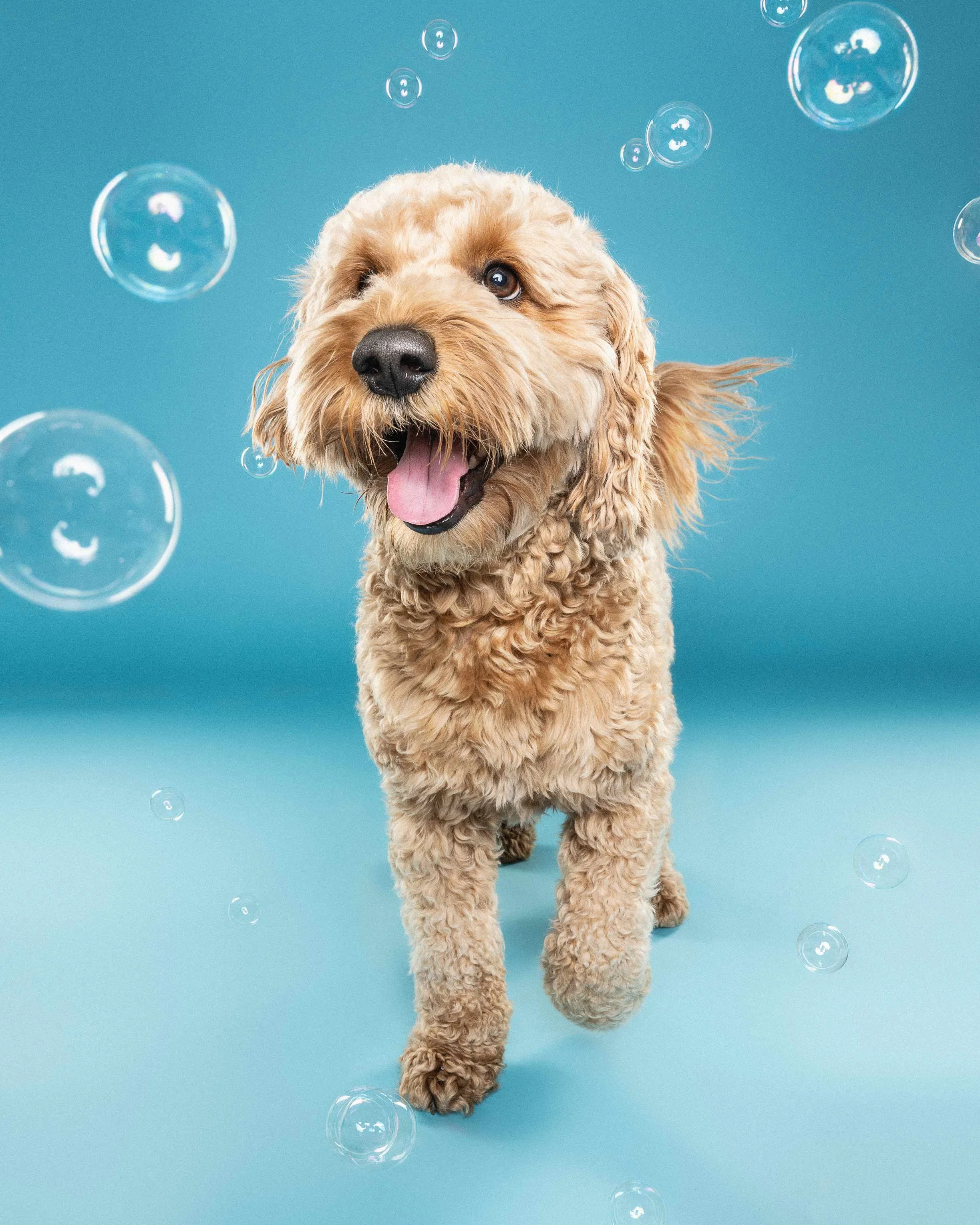 A curly-haired, tan-colored dog with its tongue out, walking against a blue background with soap bubbles floating around.