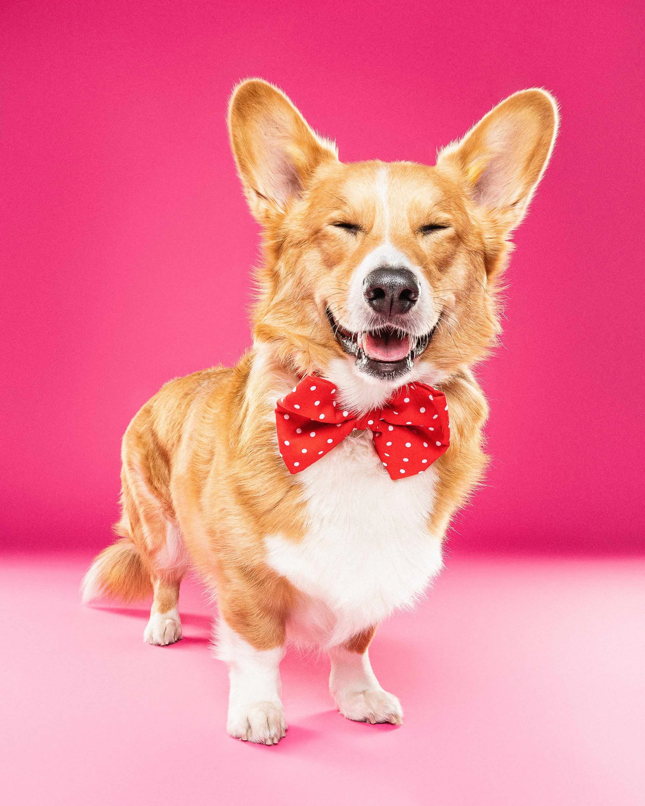 A happy corgi dog with a red polka dot bow tie standing on a pink background.