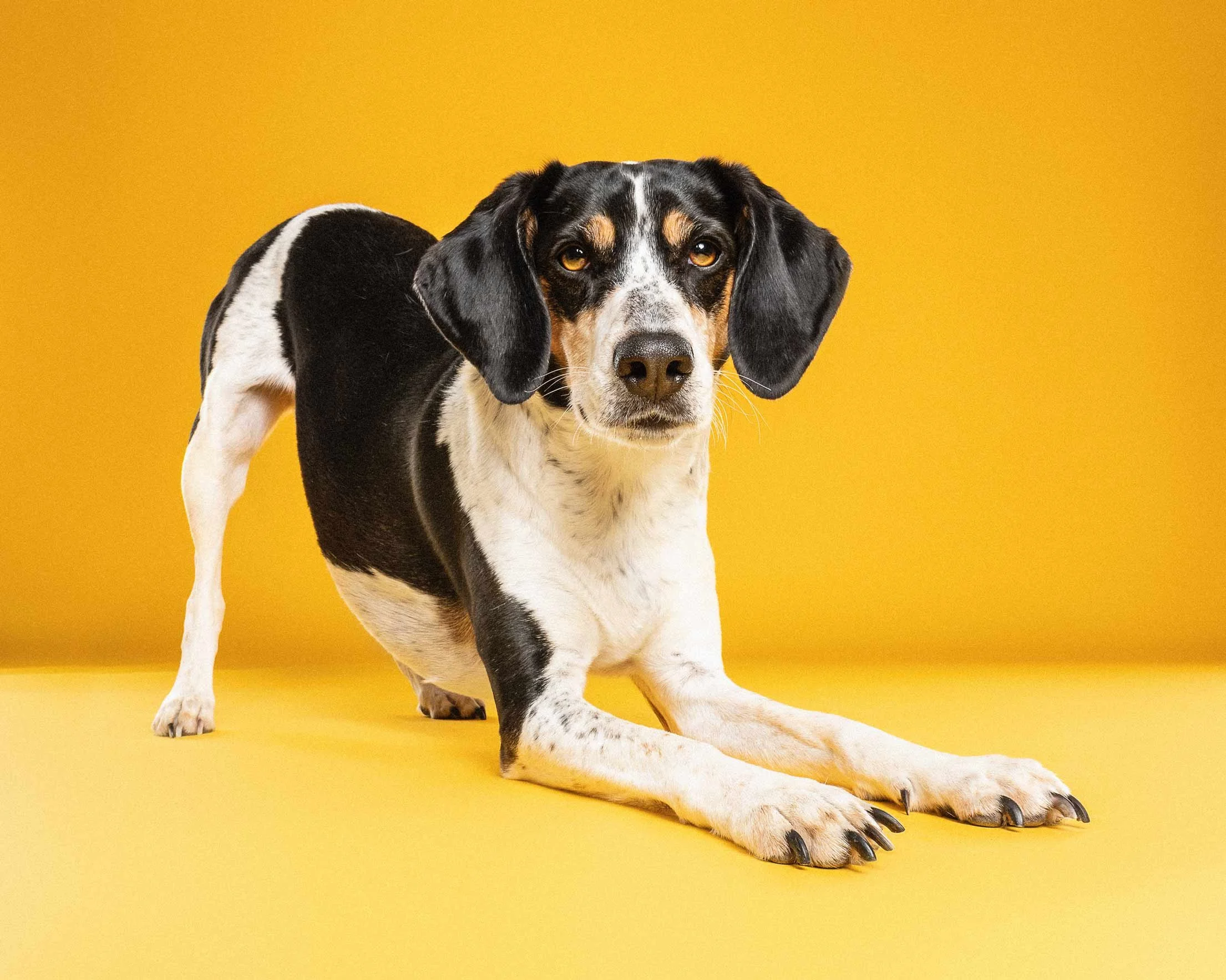 A black, white, and brown dog with floppy ears and yellow eyes, sitting on a yellow background, with part of its body stretched out and its front paw in the foreground.