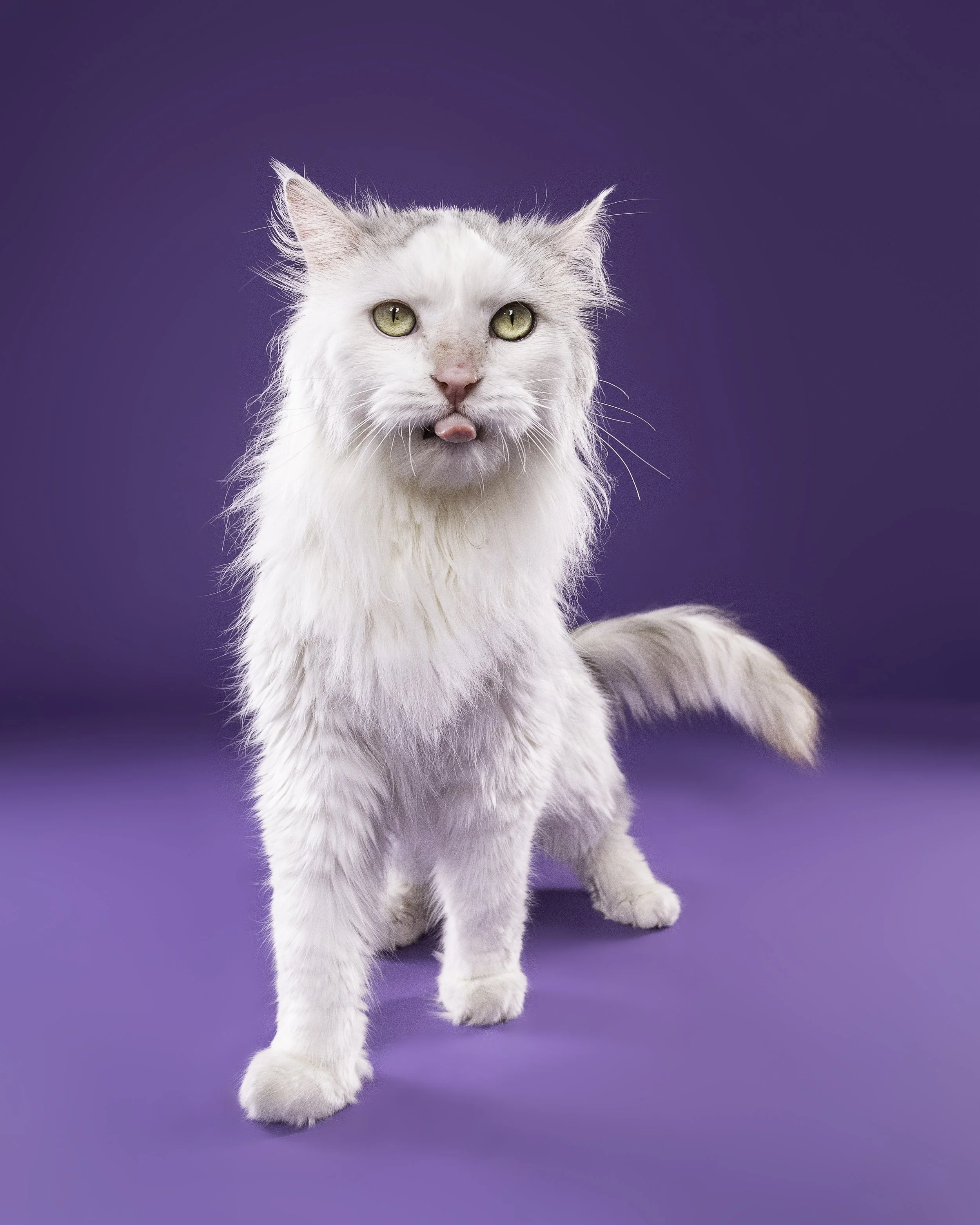 A white fluffy cat with light gray markings on its head and a pink nose sticking out its tongue, standing on a purple background.