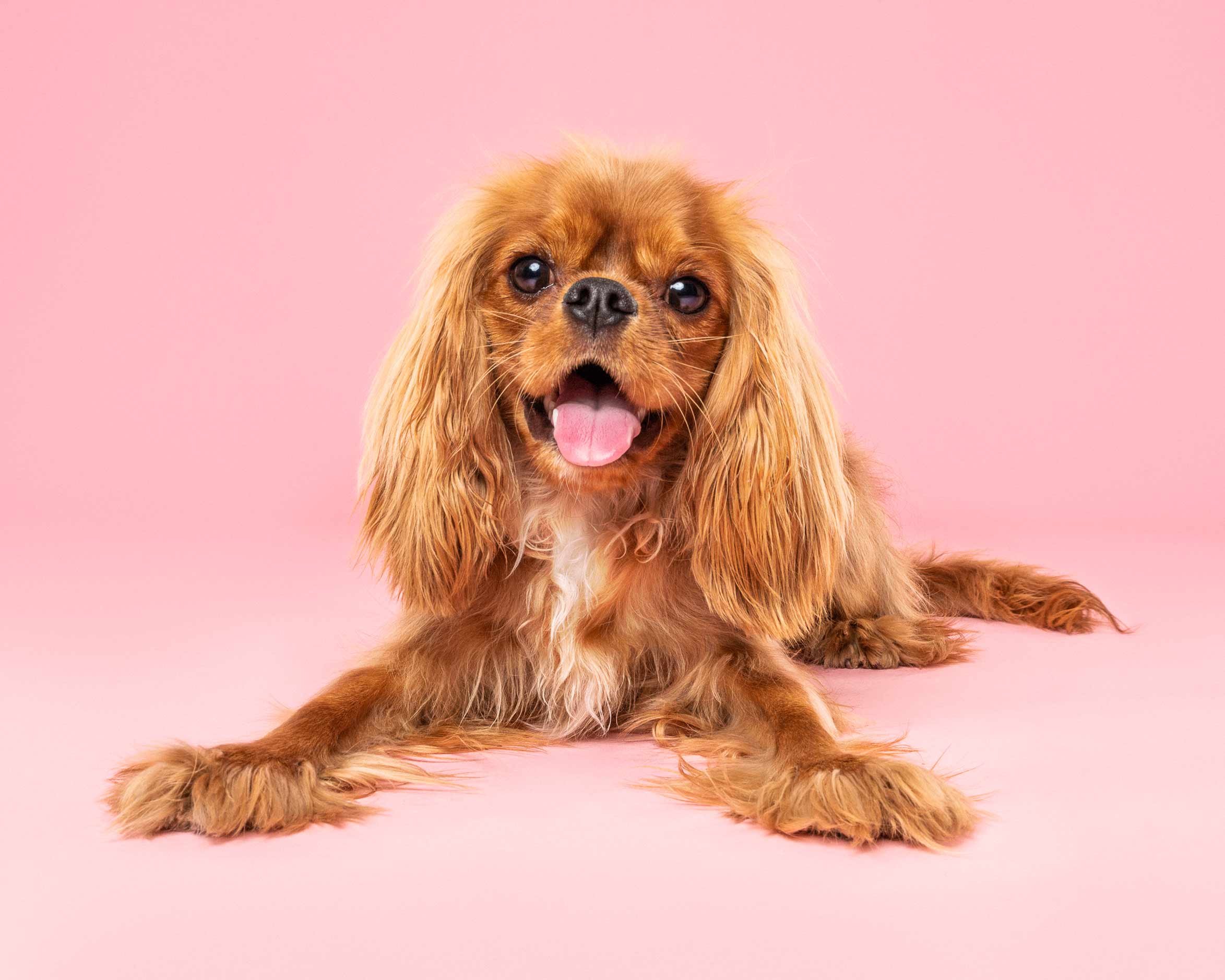 Cute brown long-haired dog sitting on pink background with tongue out.