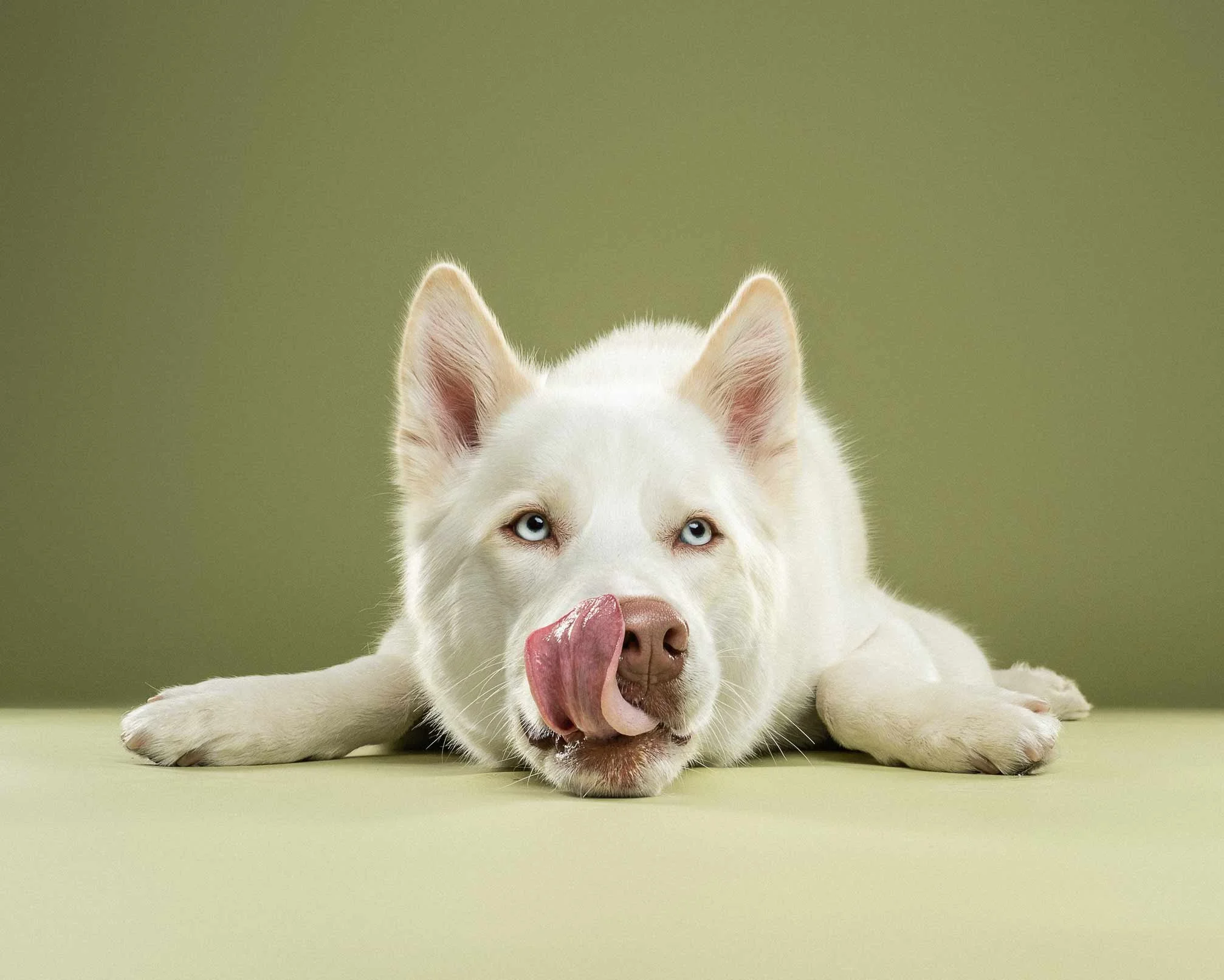 A white puppy with blue eyes laying down on a light green surface, licking its nose.