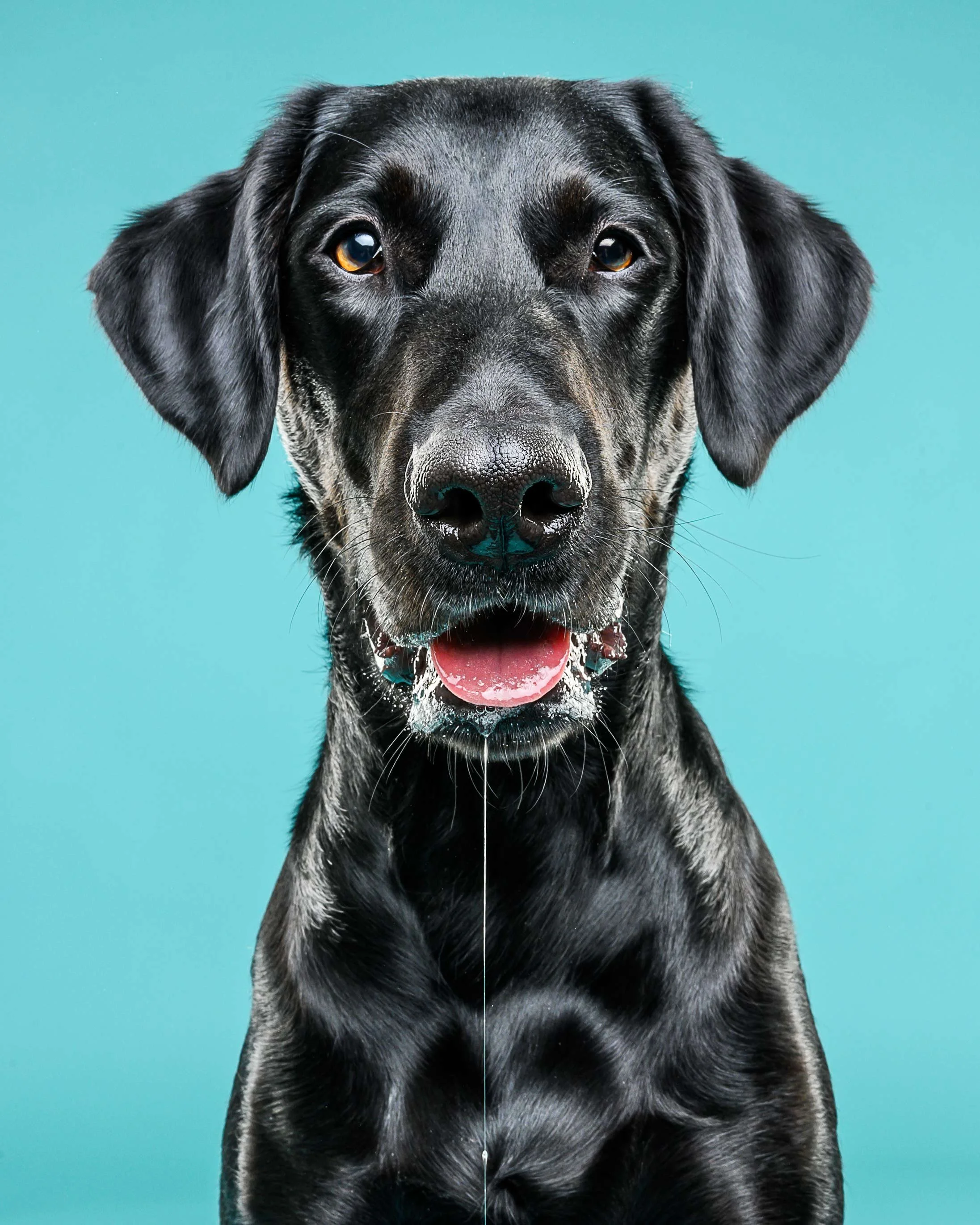 Close-up of a black and gray mixed breed dog with floppy ears and amber eyes against a solid turquoise background.