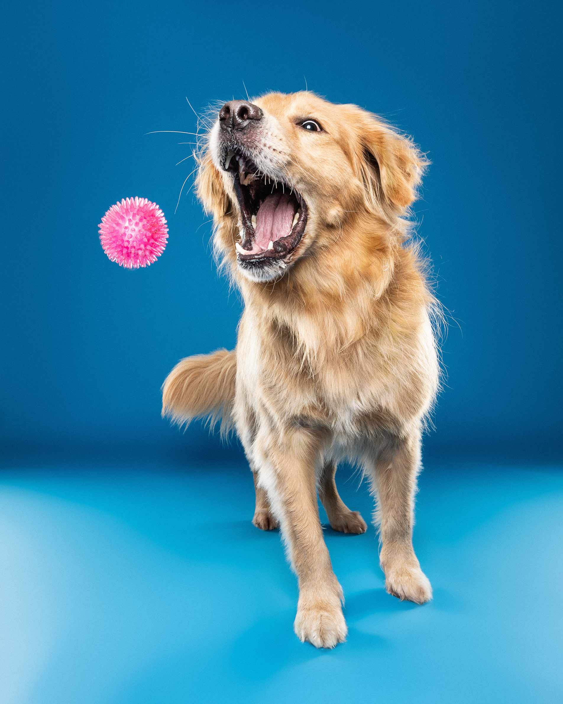 Golden retriever dog with mouth open and tongue out, standing on blue backdrop, looking at or near a pink spiky toy