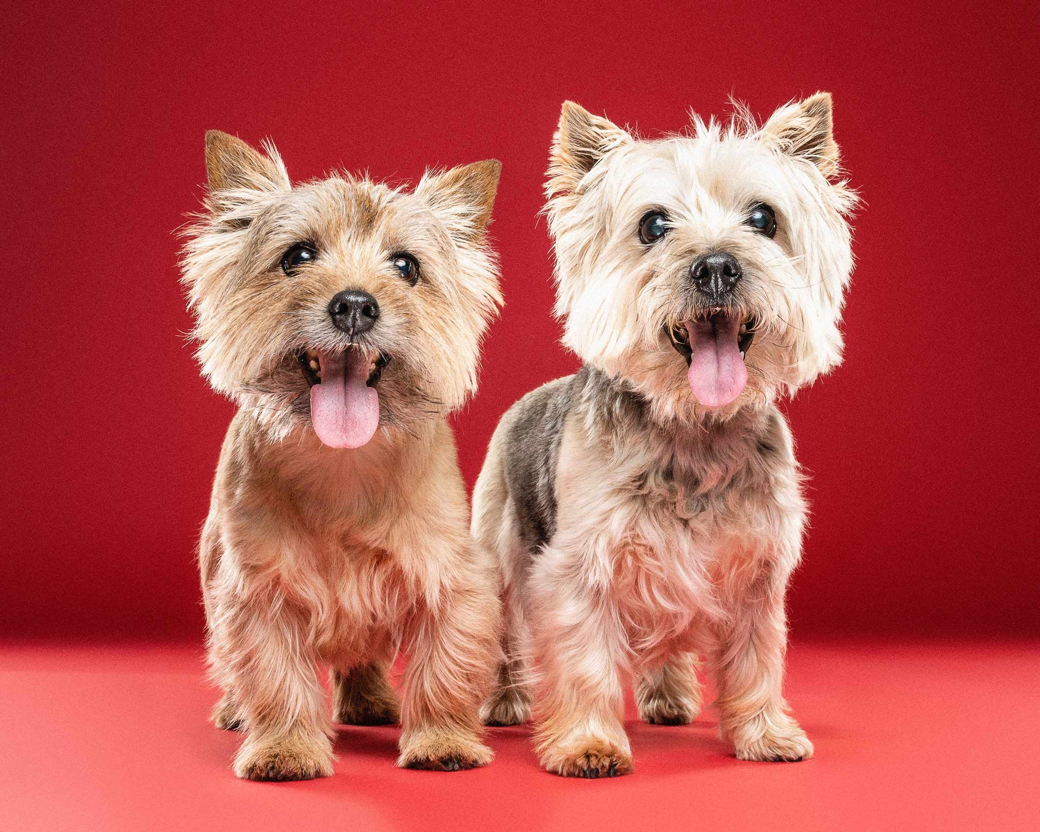 Two small dogs, one tan and the other white with gray patches, standing on a red background with tongues out.