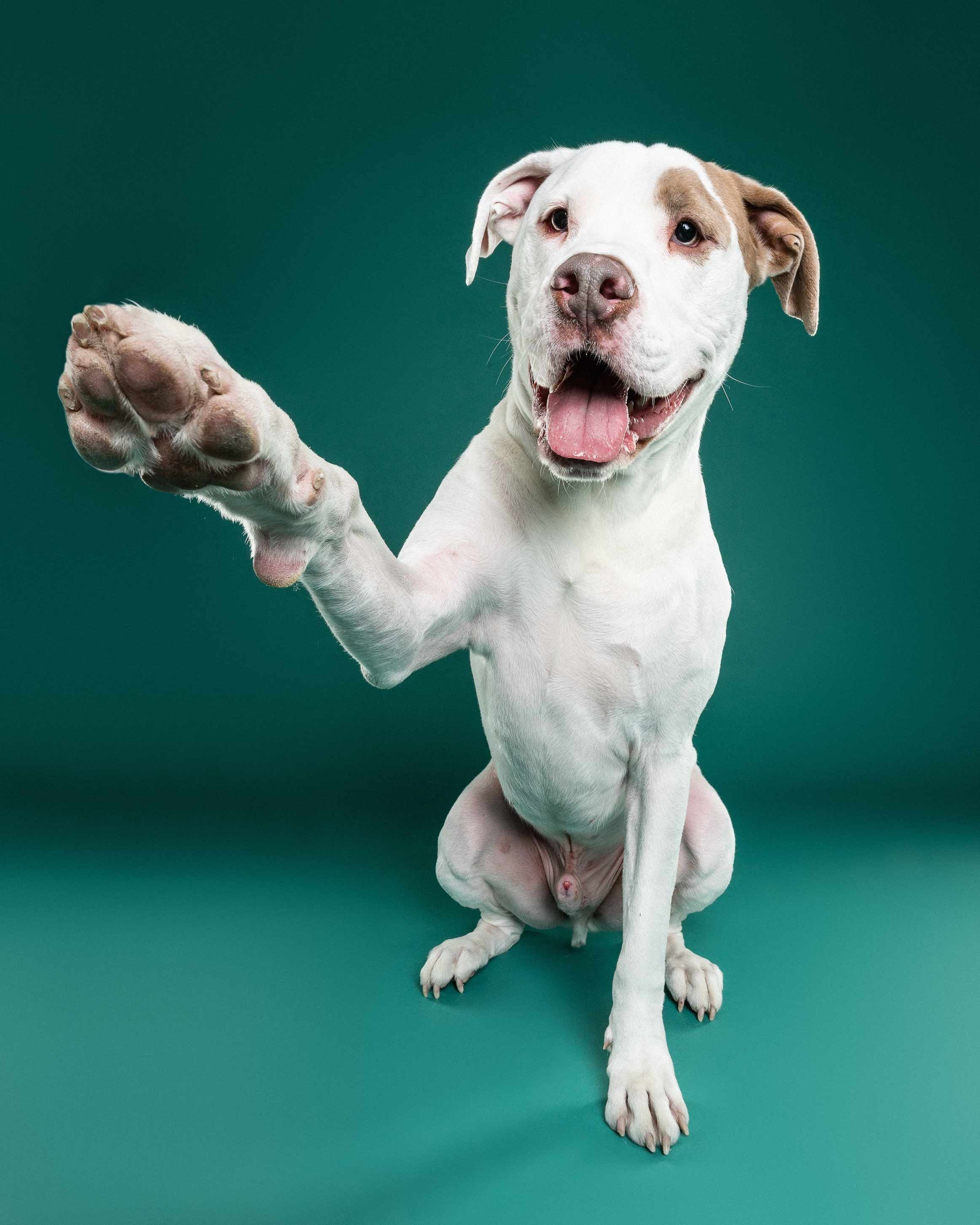 A white and brown dog with its tongue out, lifting one paw, sitting on a green background.