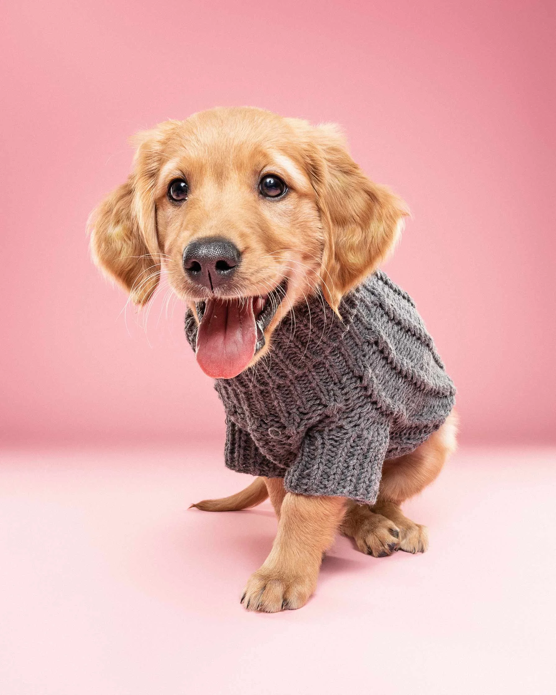 A cute golden retriever puppy wearing a gray knitted sweater, sitting against a pink background with its mouth open, tongue out, and looking at the camera.