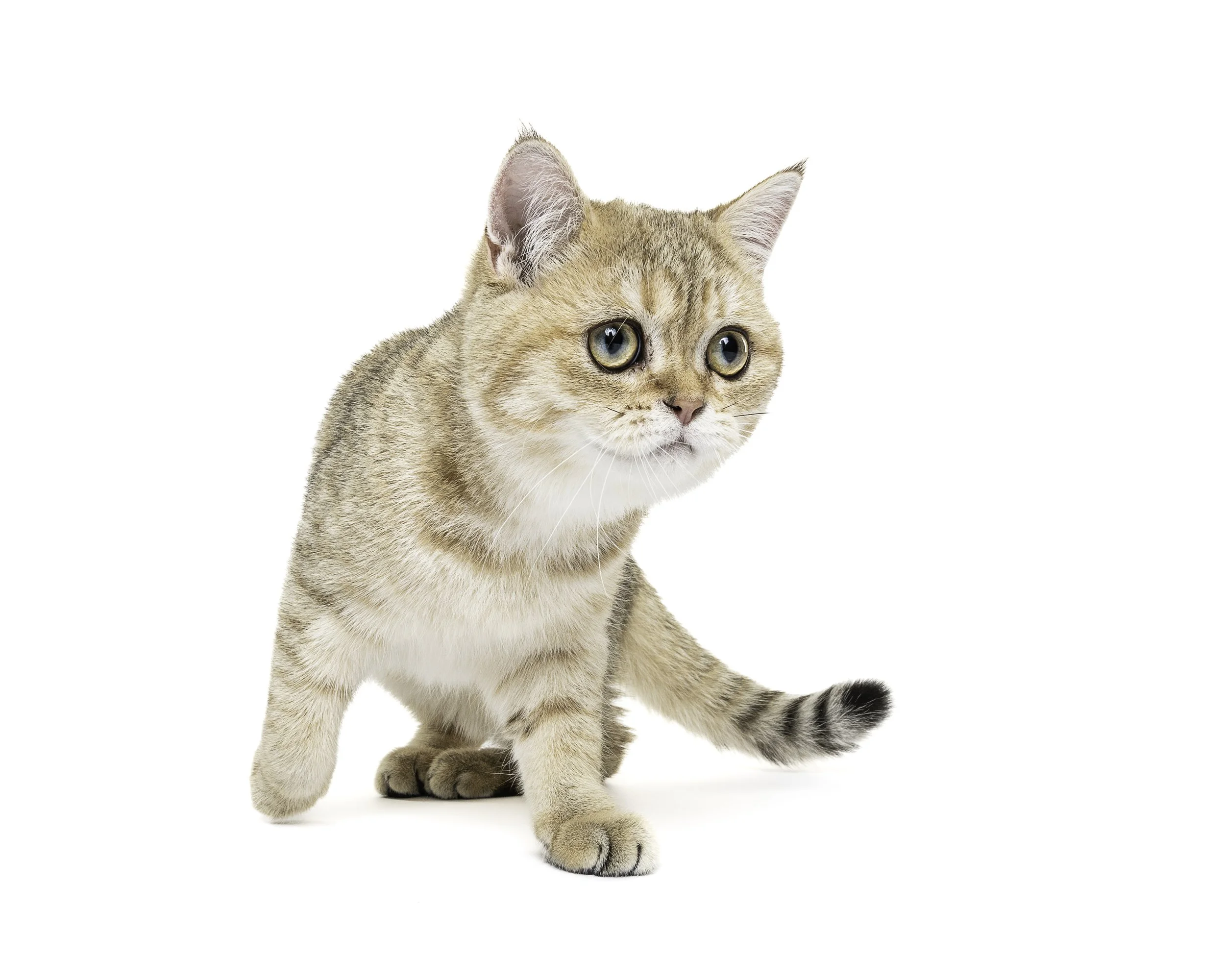 A young tabby cat with blue eyes, tan and black striped fur, sitting on a white background, looking to the side.