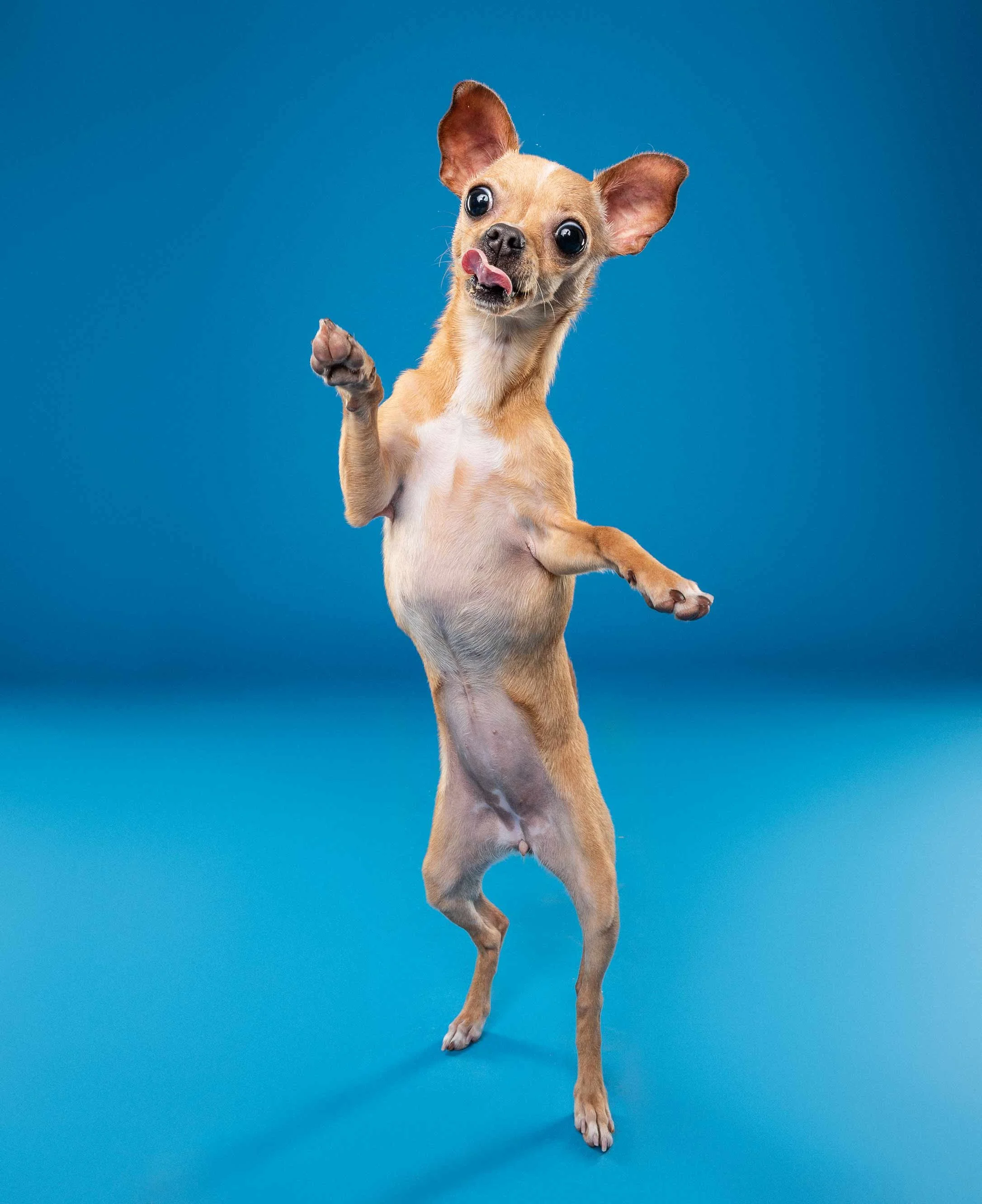 Small tan dog with large ears standing on hind legs against a blue background, licking its nose.
