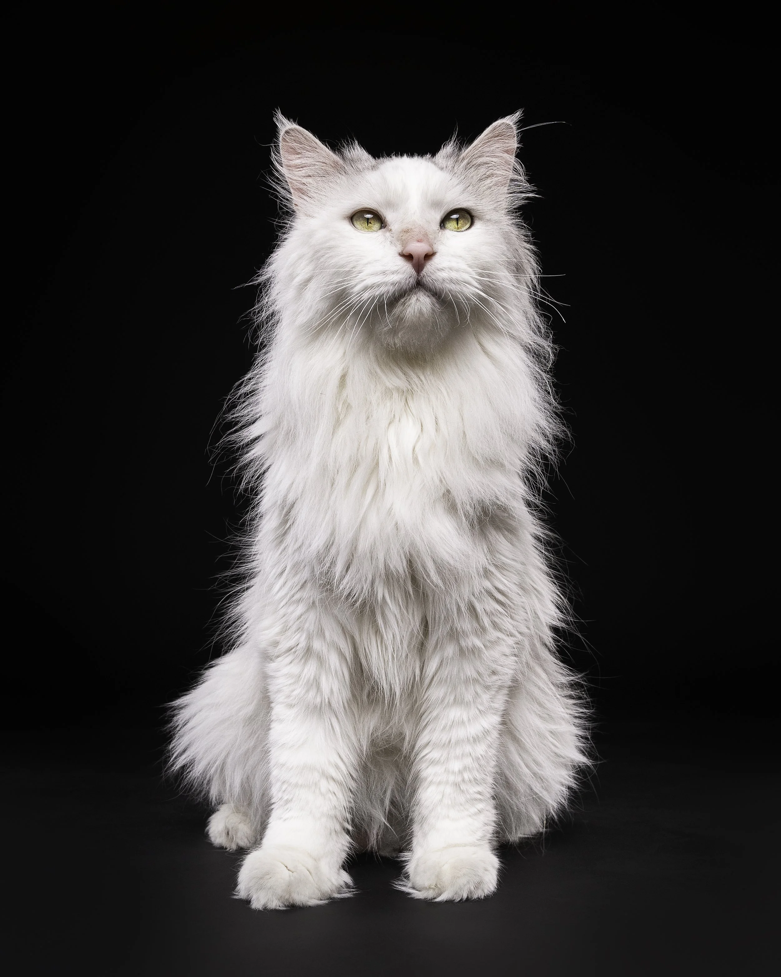 A white fluffy cat with piercing yellow eyes sitting on a black background.