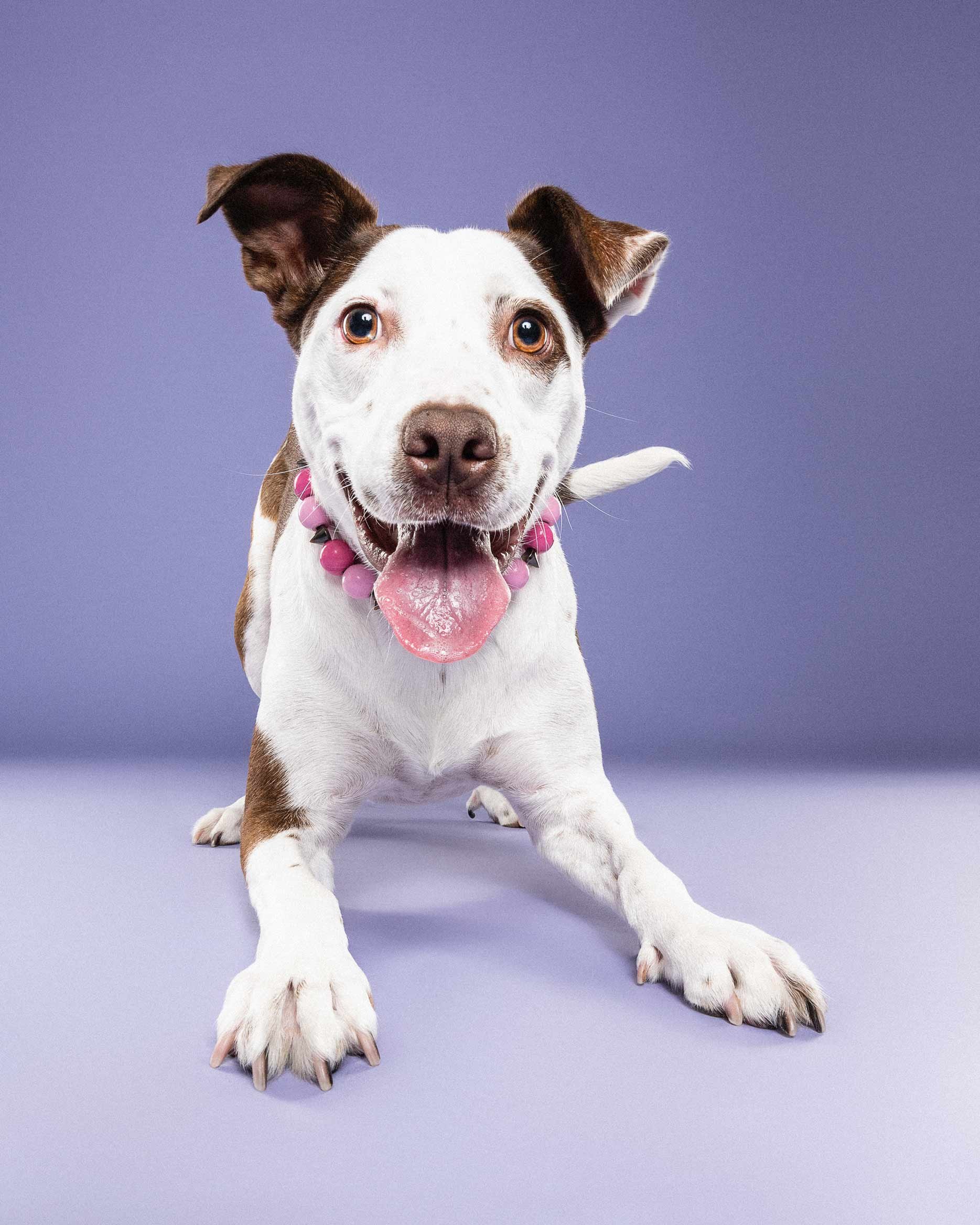 A playful dog with a white face and brown patches on ears, wearing a pink beaded collar, sitting against a purple background.