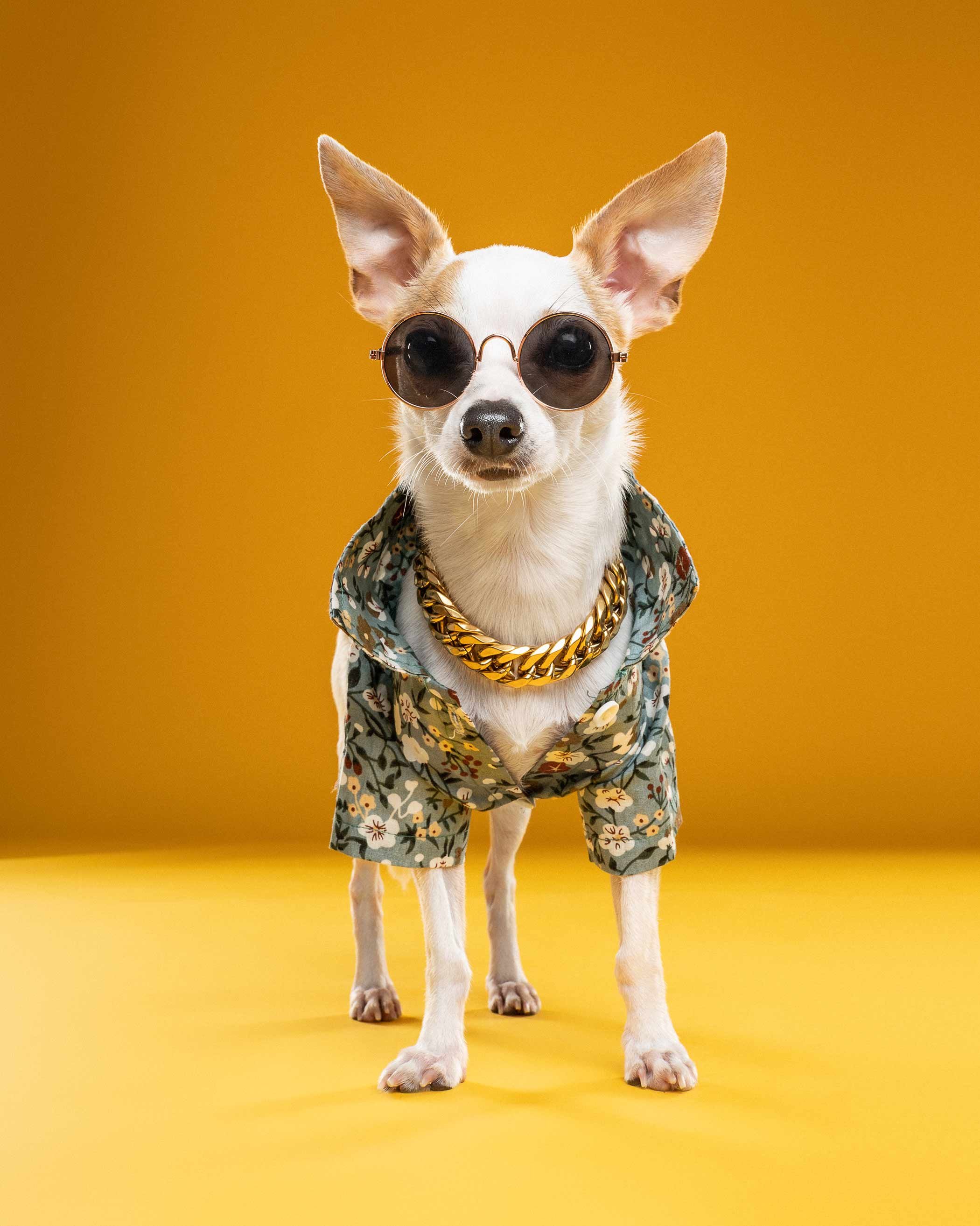 A small dog wearing sunglasses, a floral shirt, a gold chain, and shorts, standing against a yellow background.