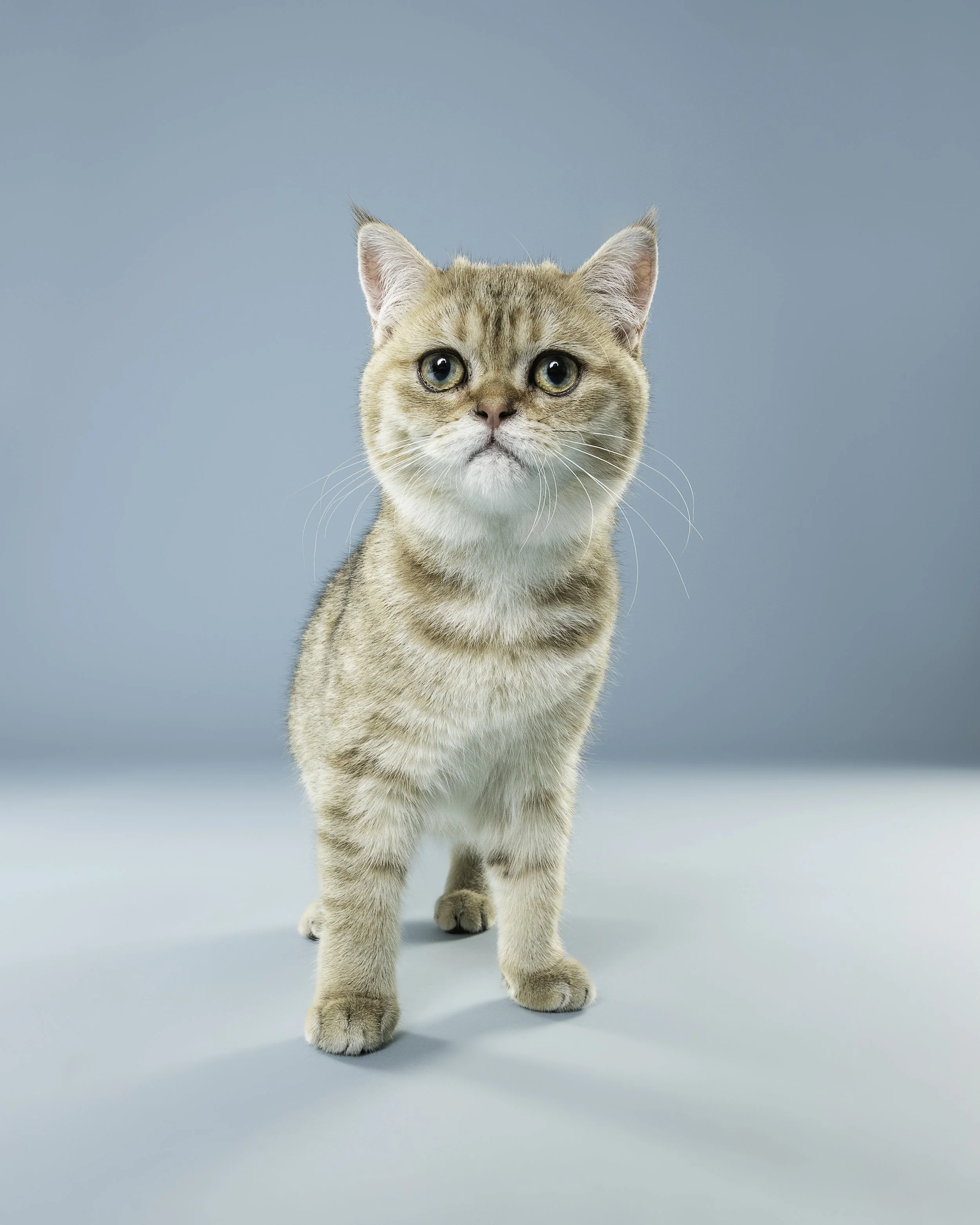 A young, light brown tabby cat walking towards the camera on a light blue background.