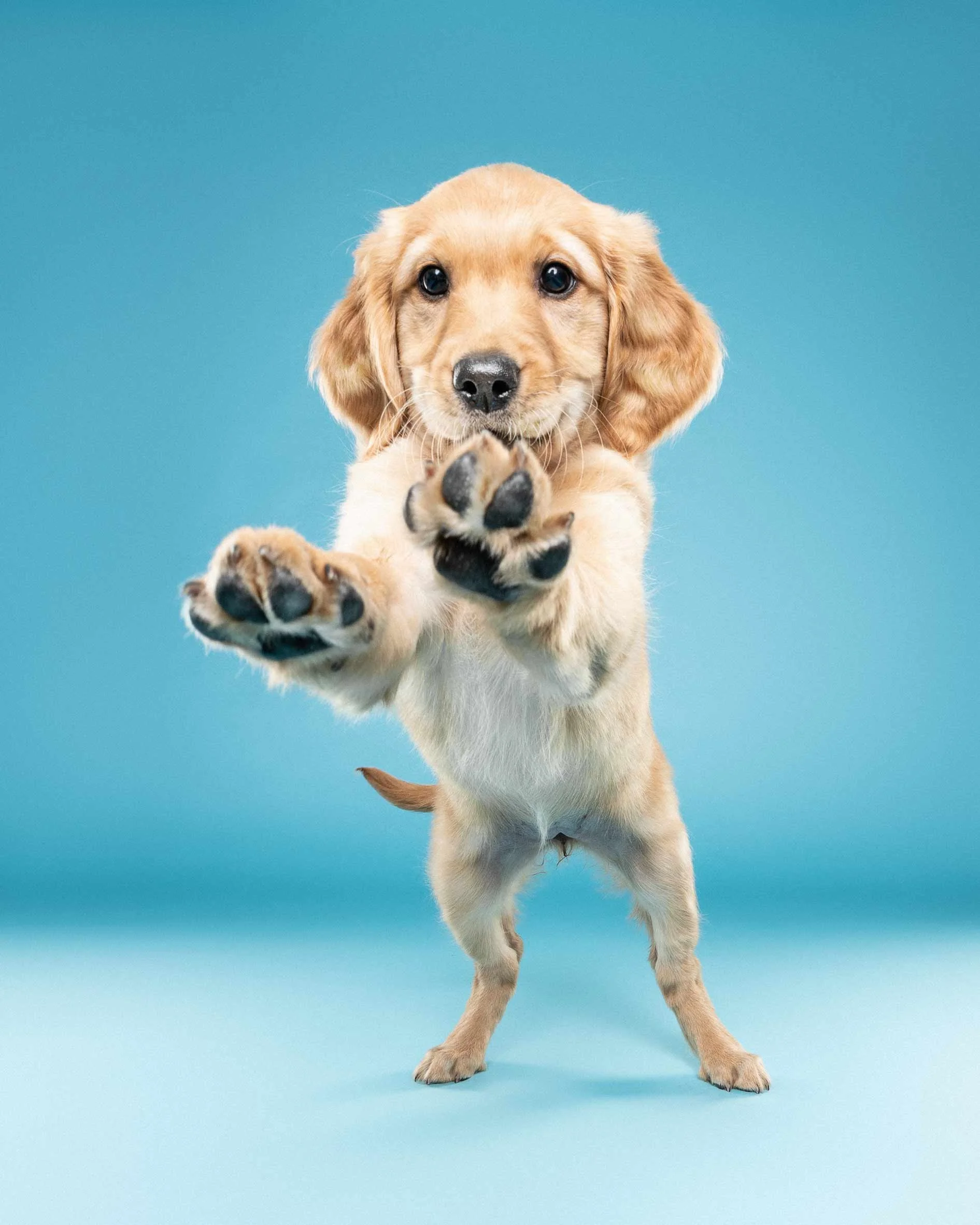 A cute golden retriever puppy standing on a bright blue background, reaching forward with its paws.
