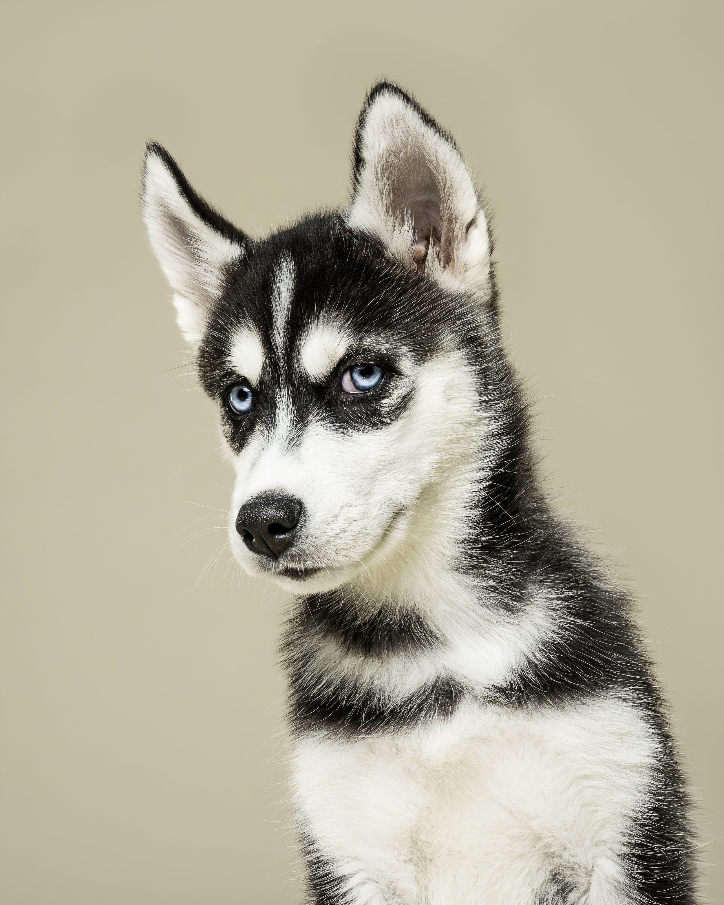Close-up of a Siberian Husky with icy blue eyes and black and white fur, looking to the side against a neutral beige background.