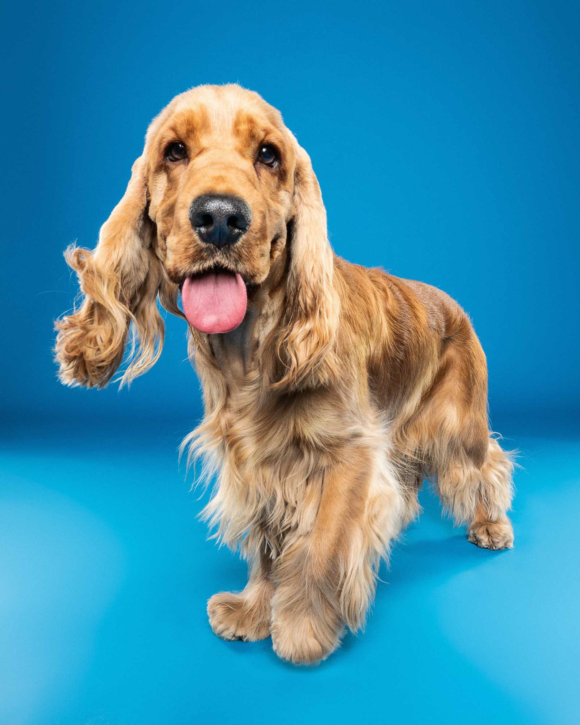 Close-up of a golden retriever puppy with a happy expression, tongue out, standing against a bright blue background.