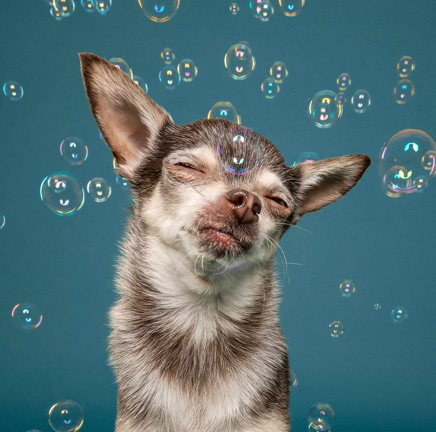 A small dog with large ears surrounded by floating soap bubbles.