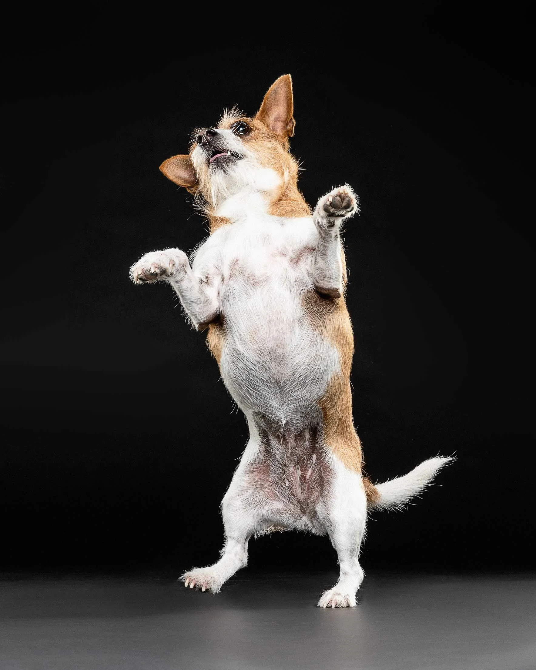 A small dog with brown and white fur standing on its hind legs, with front paws raised, against a black background.