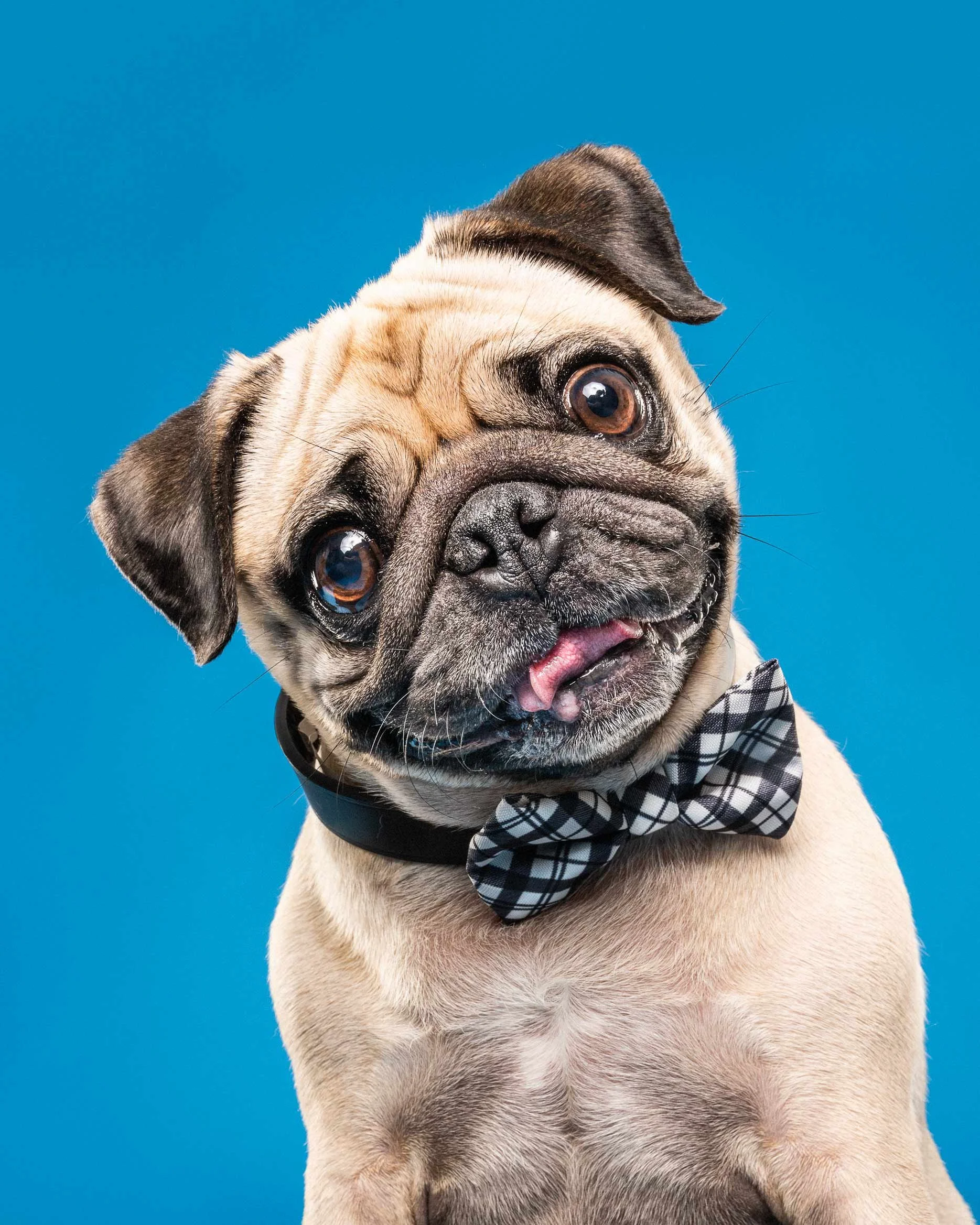 A close-up of a pug dog with a surprised facial expression, wearing a black and white plaid bow tie against a bright blue background.