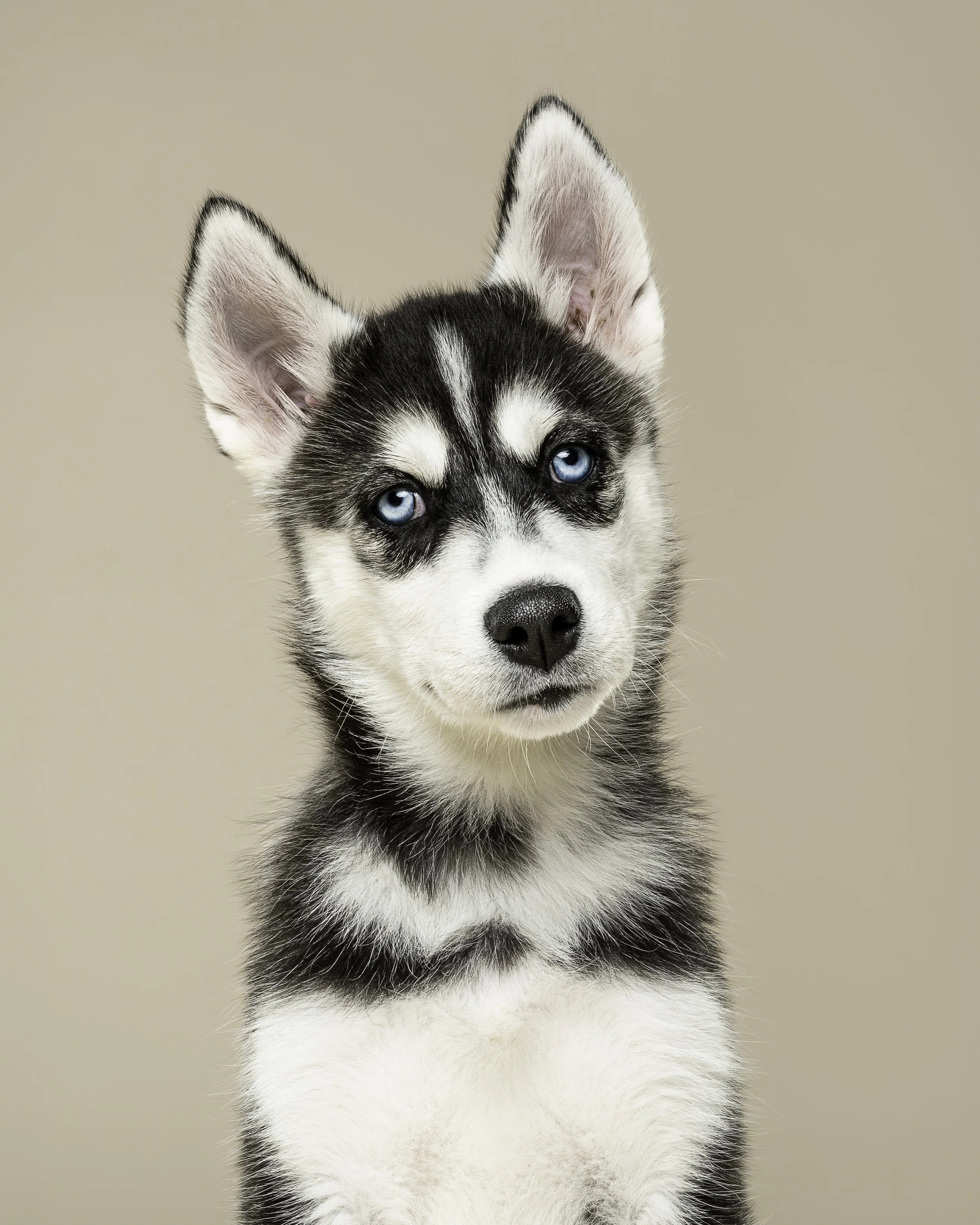 best-pet-photo-husky.jpg