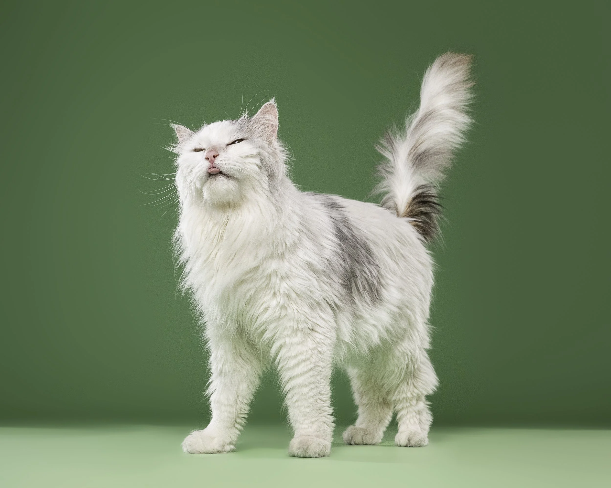 A cat with long white and gray fur standing on a green background, making a playful face with its eyes partly closed and tongue sticking out.
