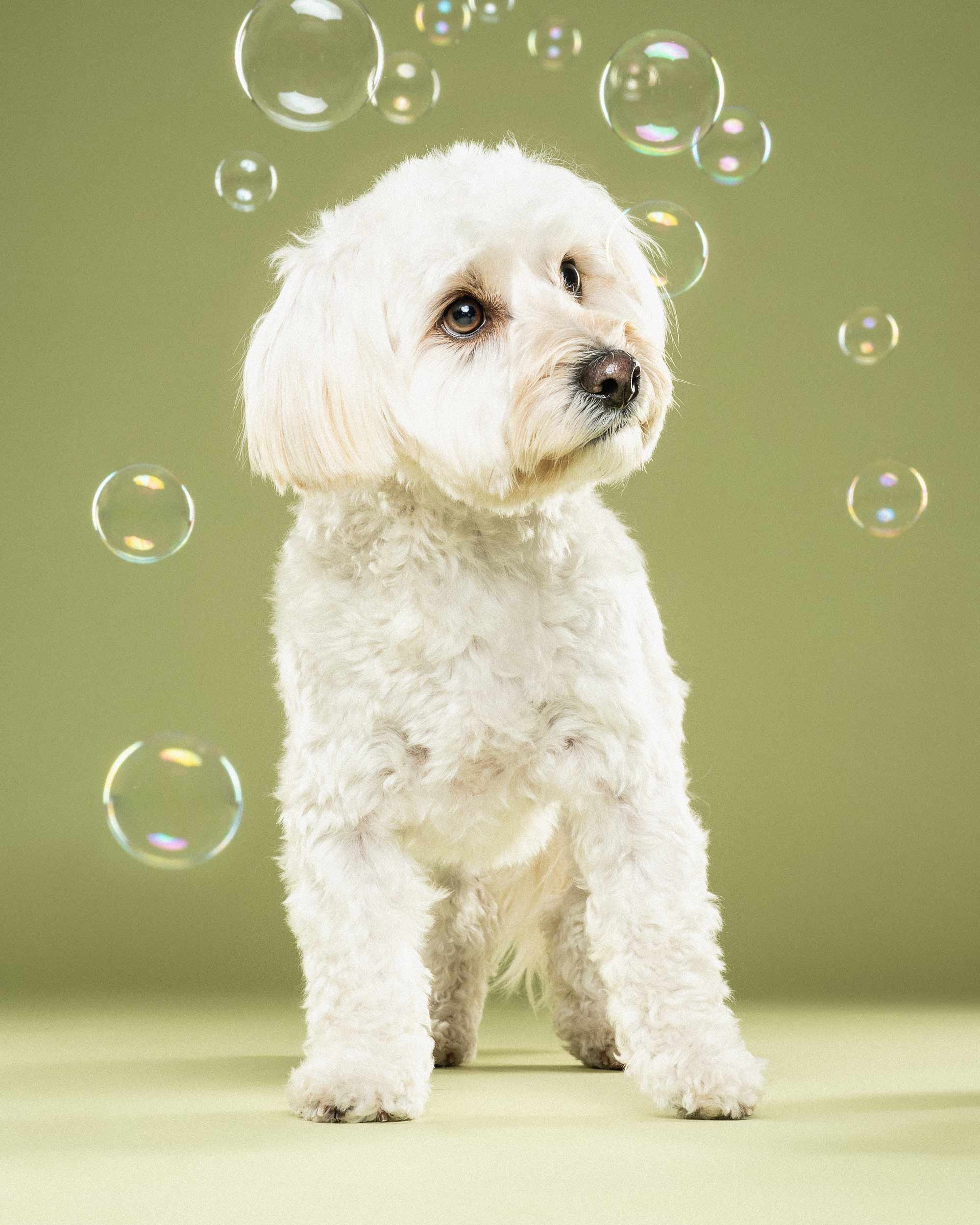A white fluffy puppy with floppy ears sitting on a green surface, surrounded by floating soap bubbles, with a plain green background.