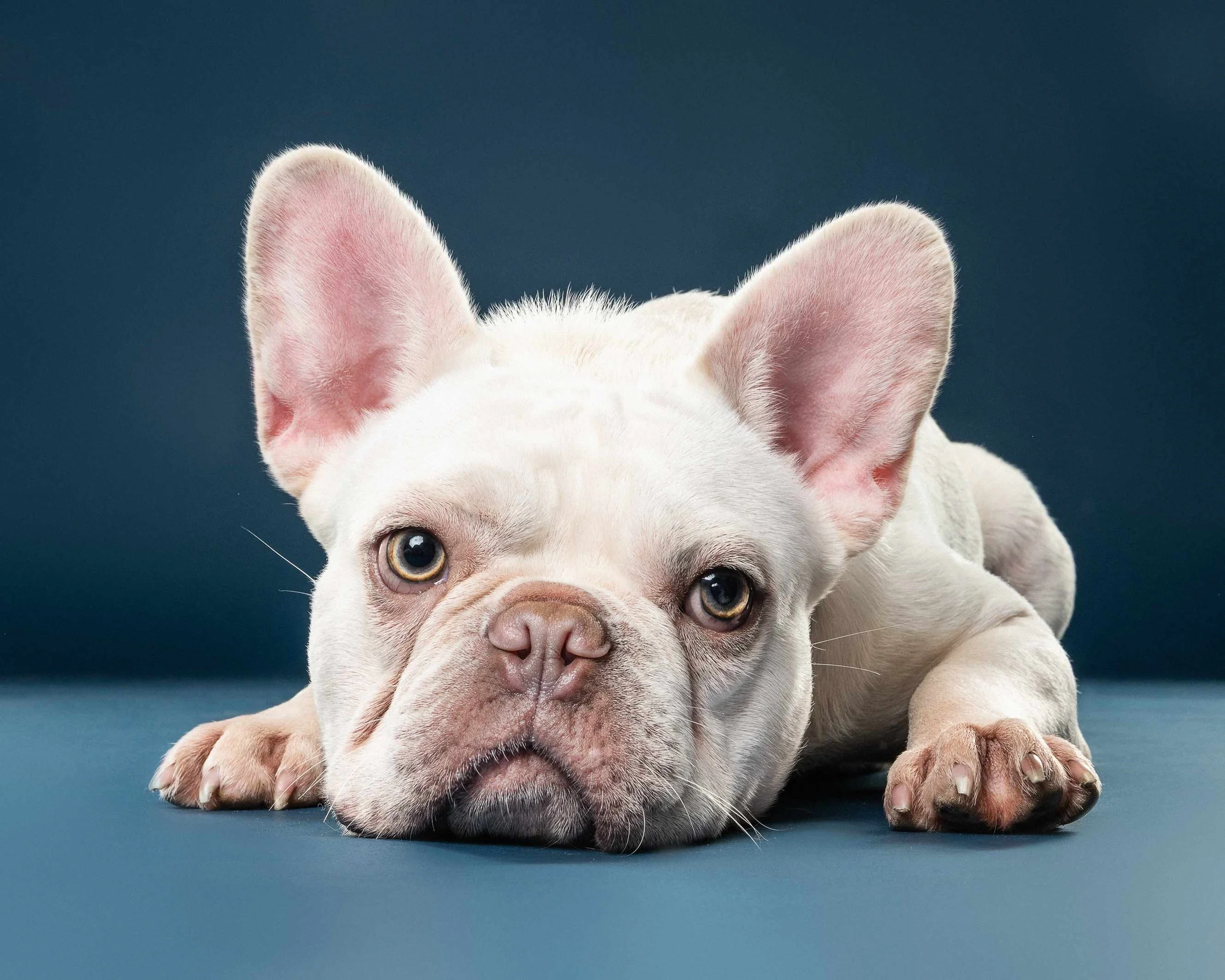 Close-up of a white puppy with blue eyes lying down on a dark teal background.