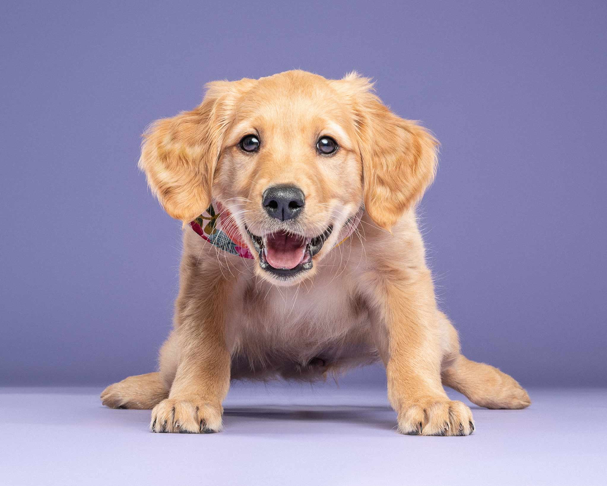 A cute yellow puppy with floppy ears sitting on a purple background.