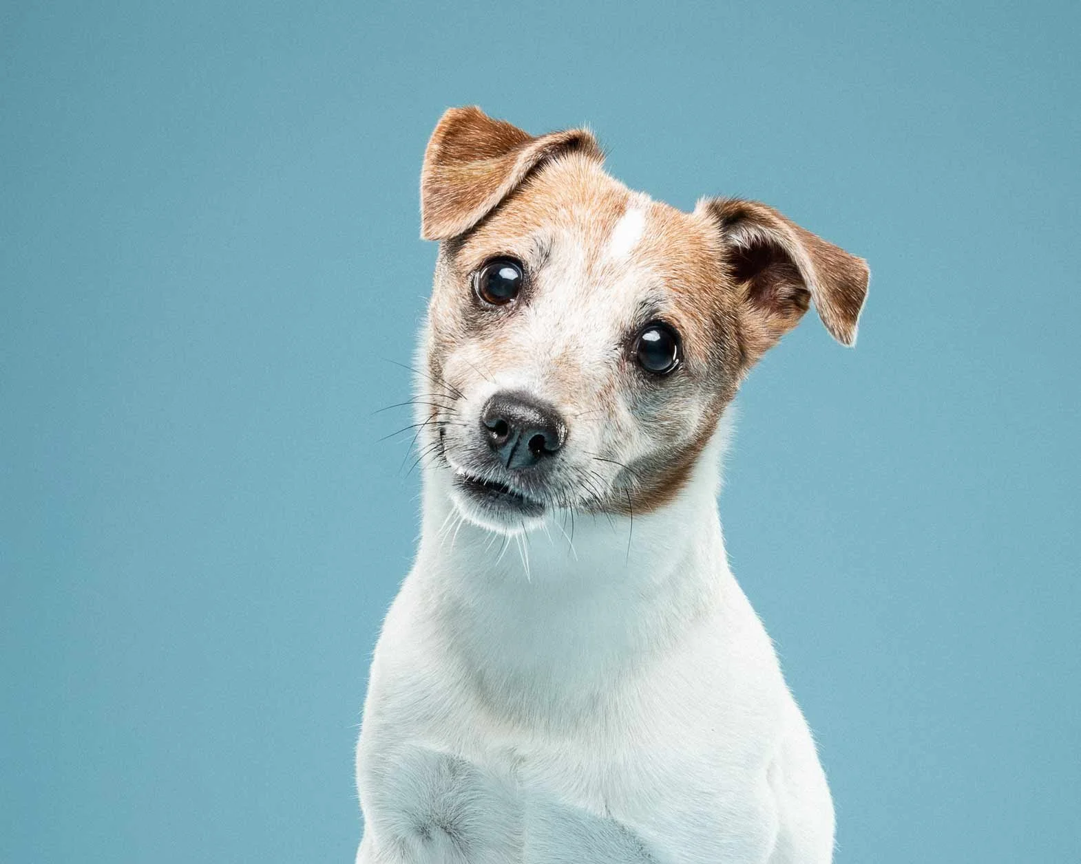 A white and brown dog with its head tilted, looking directly at the camera against a solid blue background.