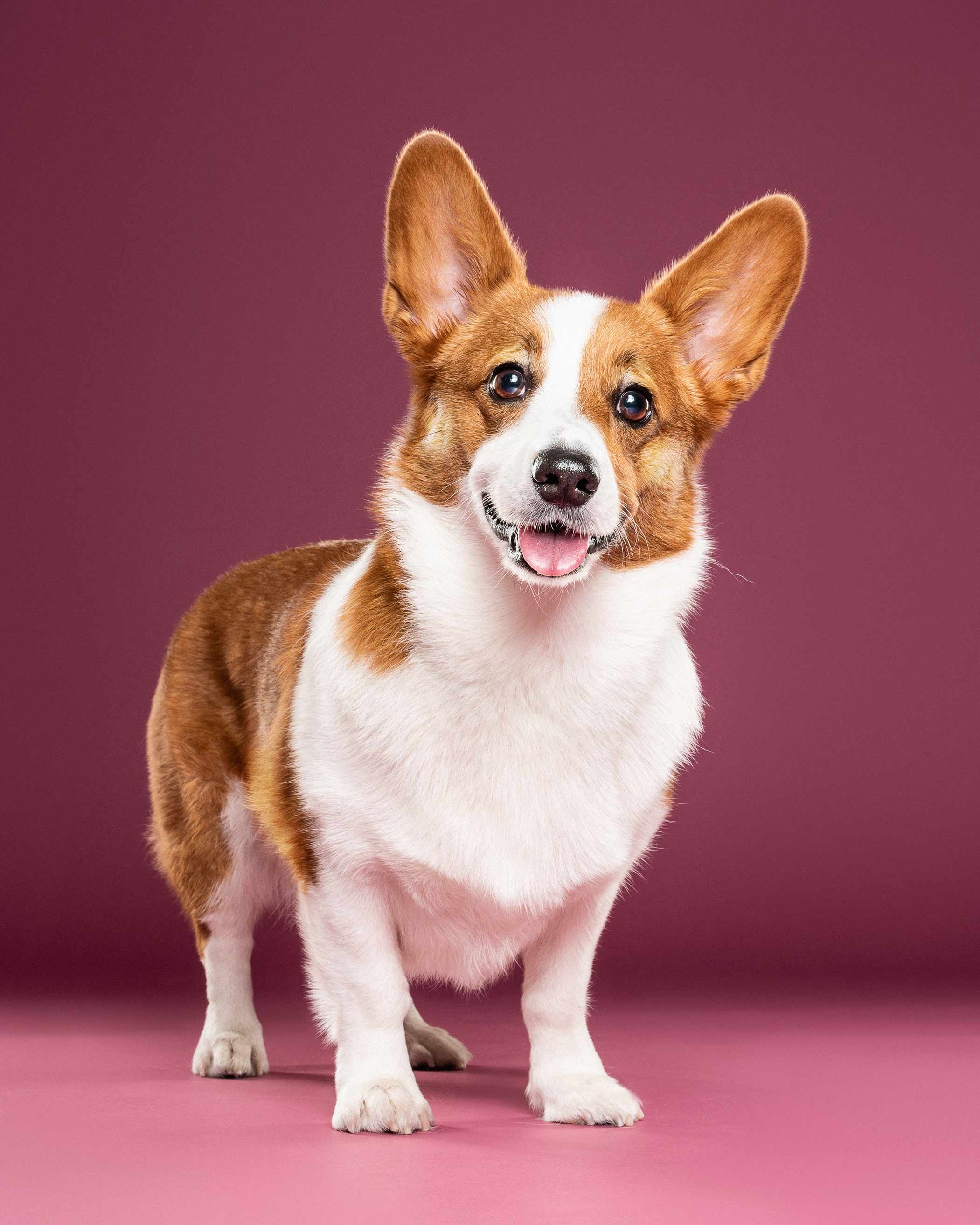 A corgi dog standing on a pink surface with a purple background, looking directly at the camera with a happy expression.