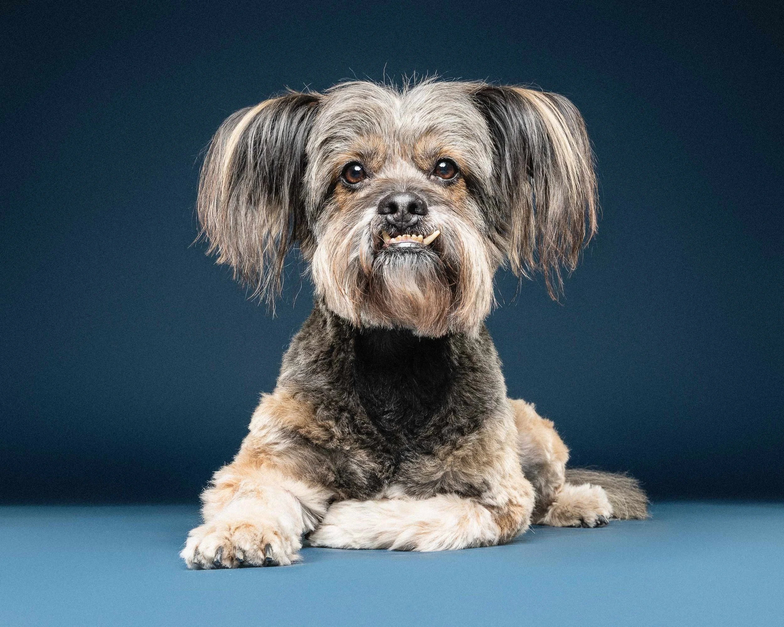 A small dog with long, shaggy fur, sitting on a dark teal surface against a dark teal background. The dog has expressive dark eyes, a black nose, and appears to be smiling with its teeth slightly showing.