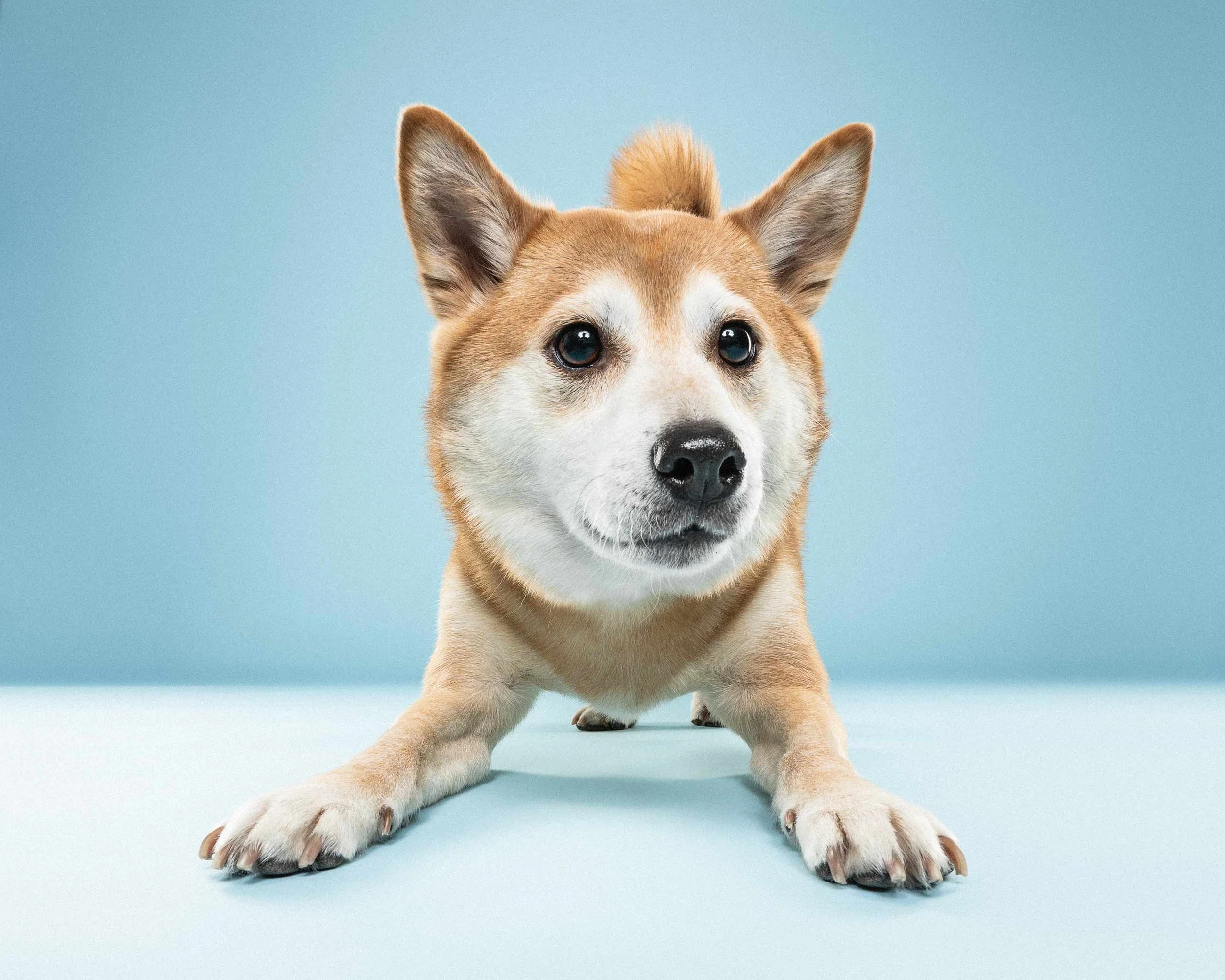 A young, brown and white puppy with large ears and dark eyes, lying down on a light blue surface with a light blue background.