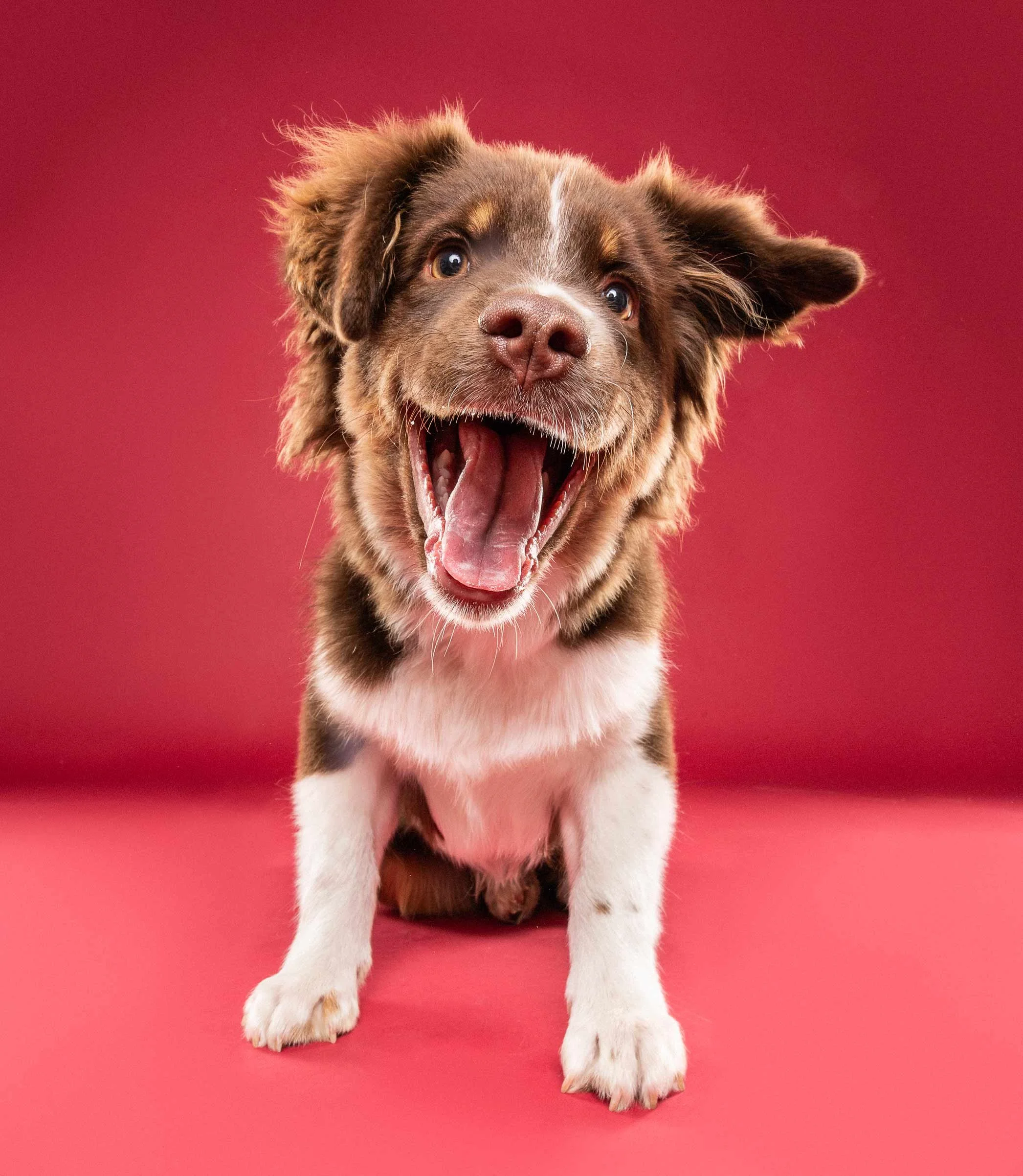A happy, brown and white puppy with big eyes and an open mouth, standing on a red background.