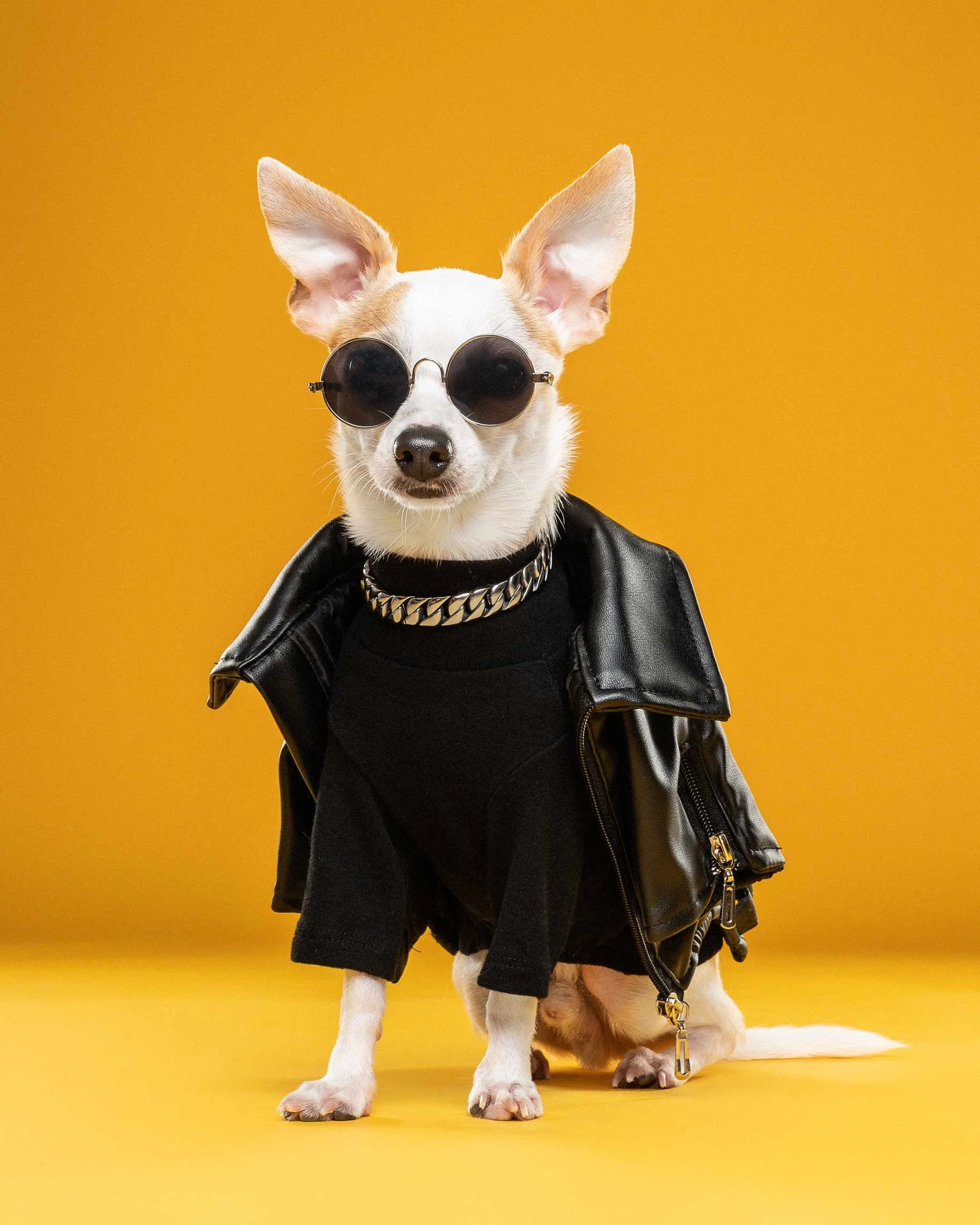 A small dog with white and tan fur, wearing round sunglasses and a black leather jacket, against a yellow background.