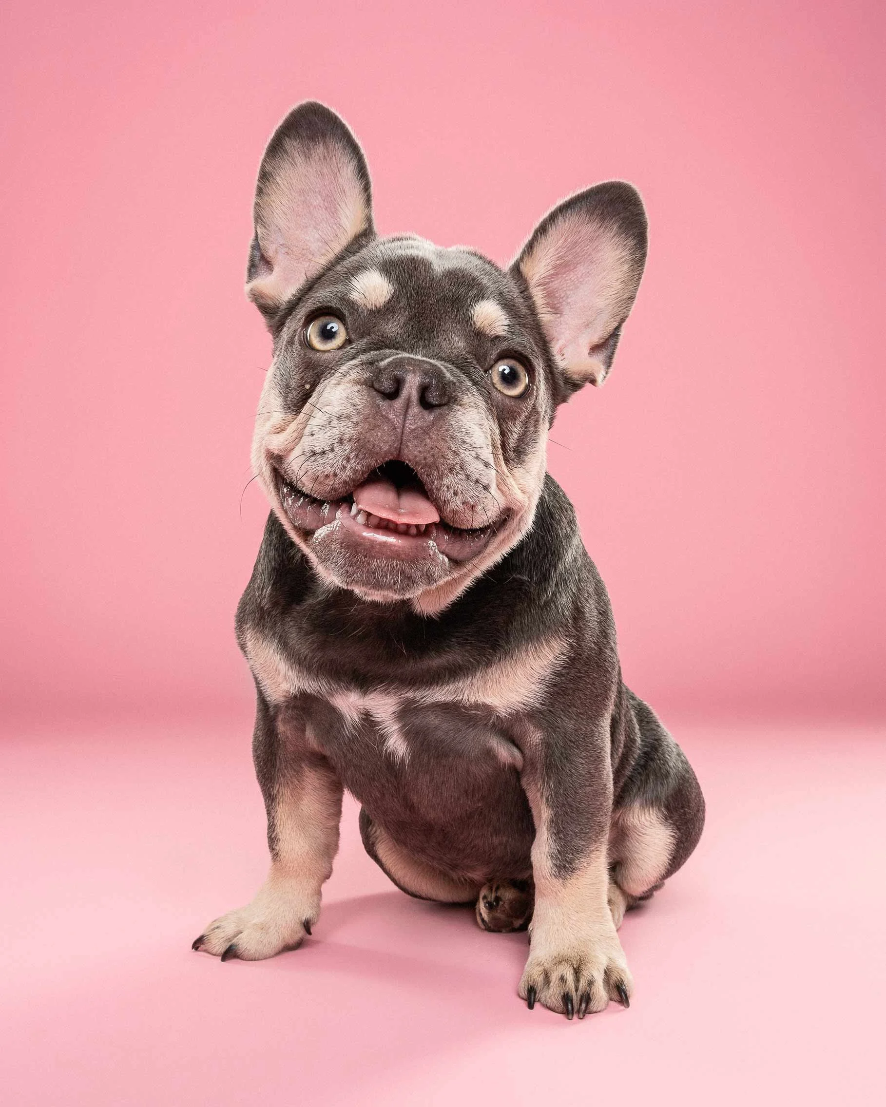 Cute puppy with large ears on pink background.