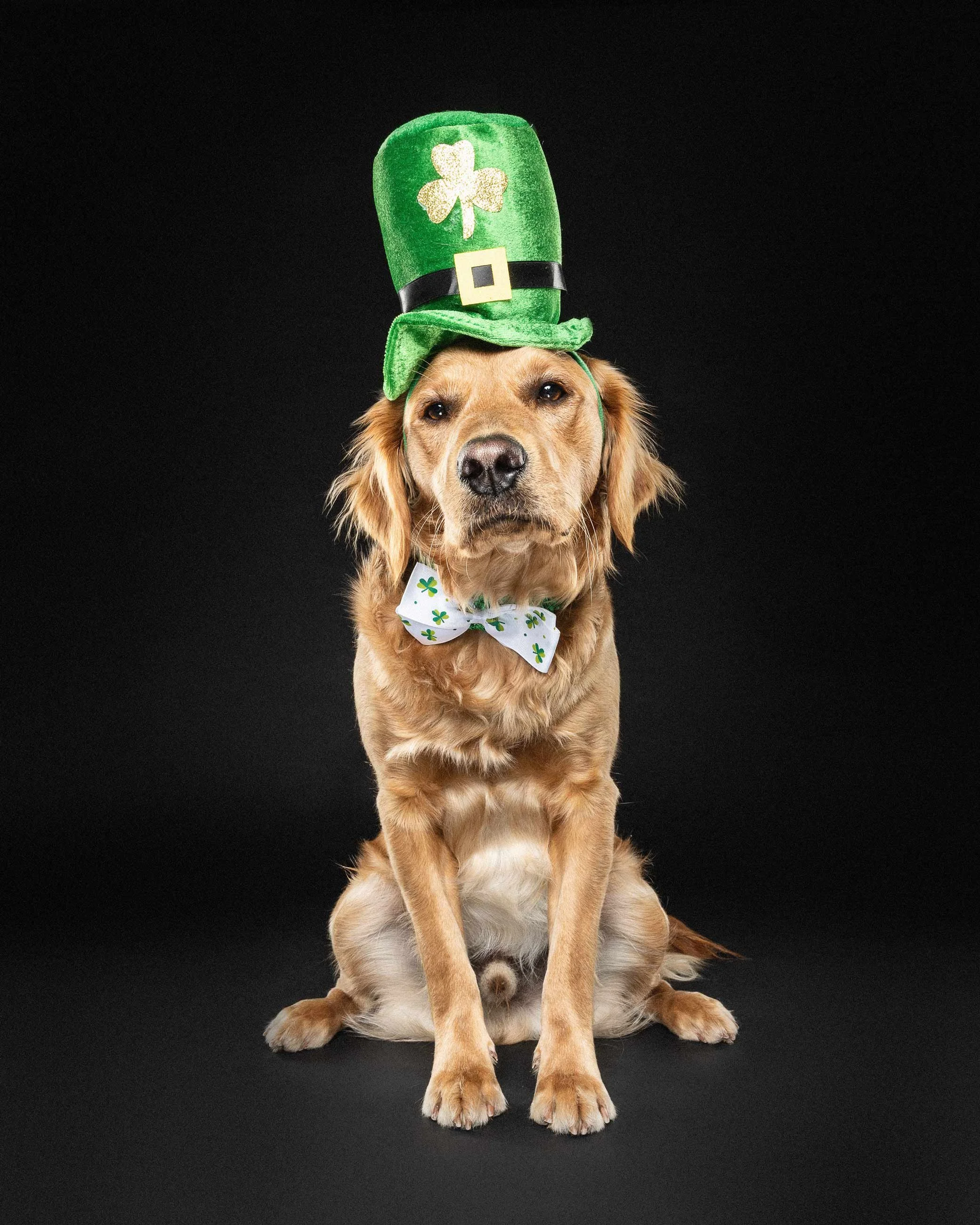 Golden retriever dog sitting on a black background wearing a green leprechaun hat with a shamrock emblem, a black belt with a gold buckle, and a white bow tie with green shamrocks.