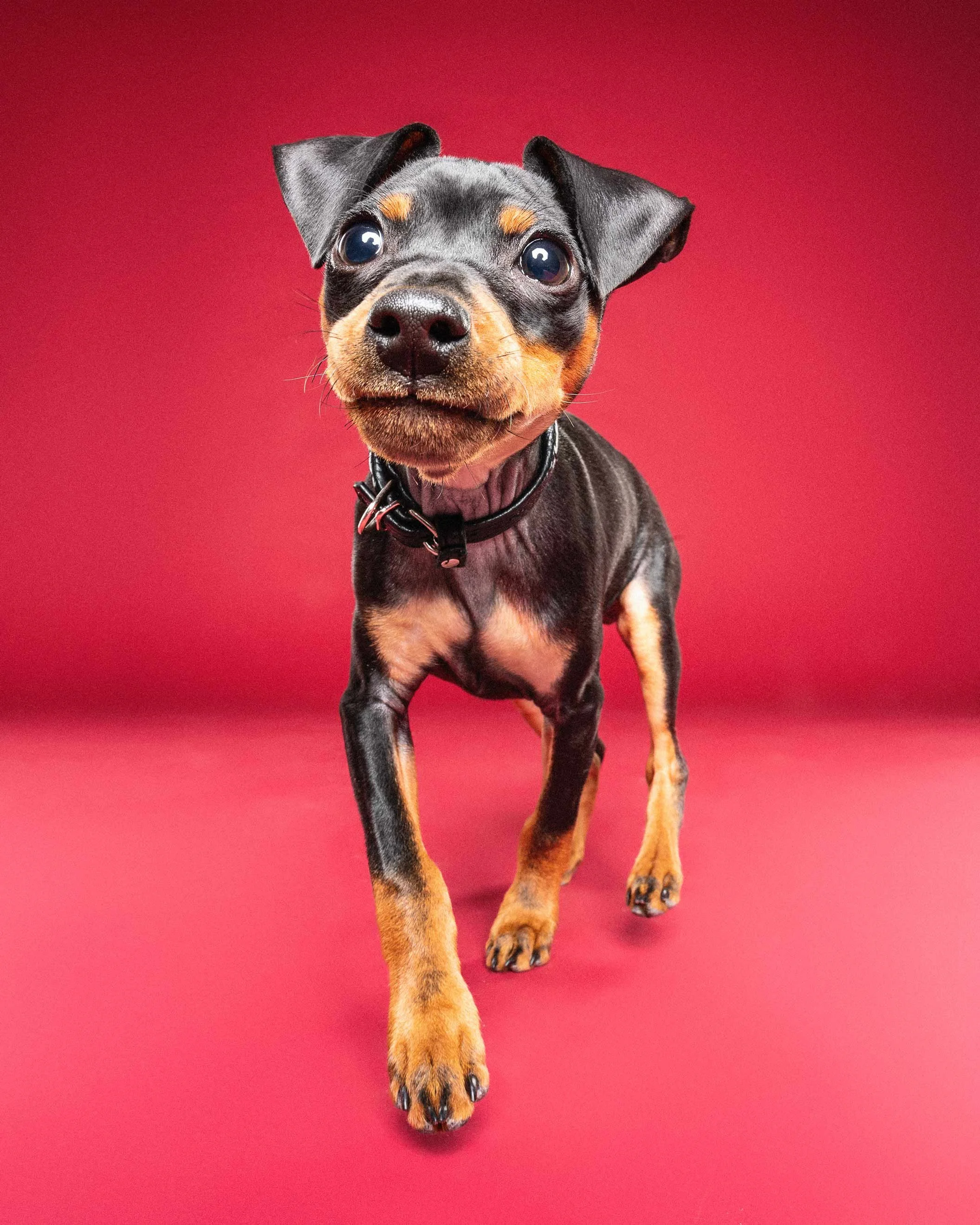 A curious puppy with black and tan fur, sitting on a red background, looking directly at the camera.